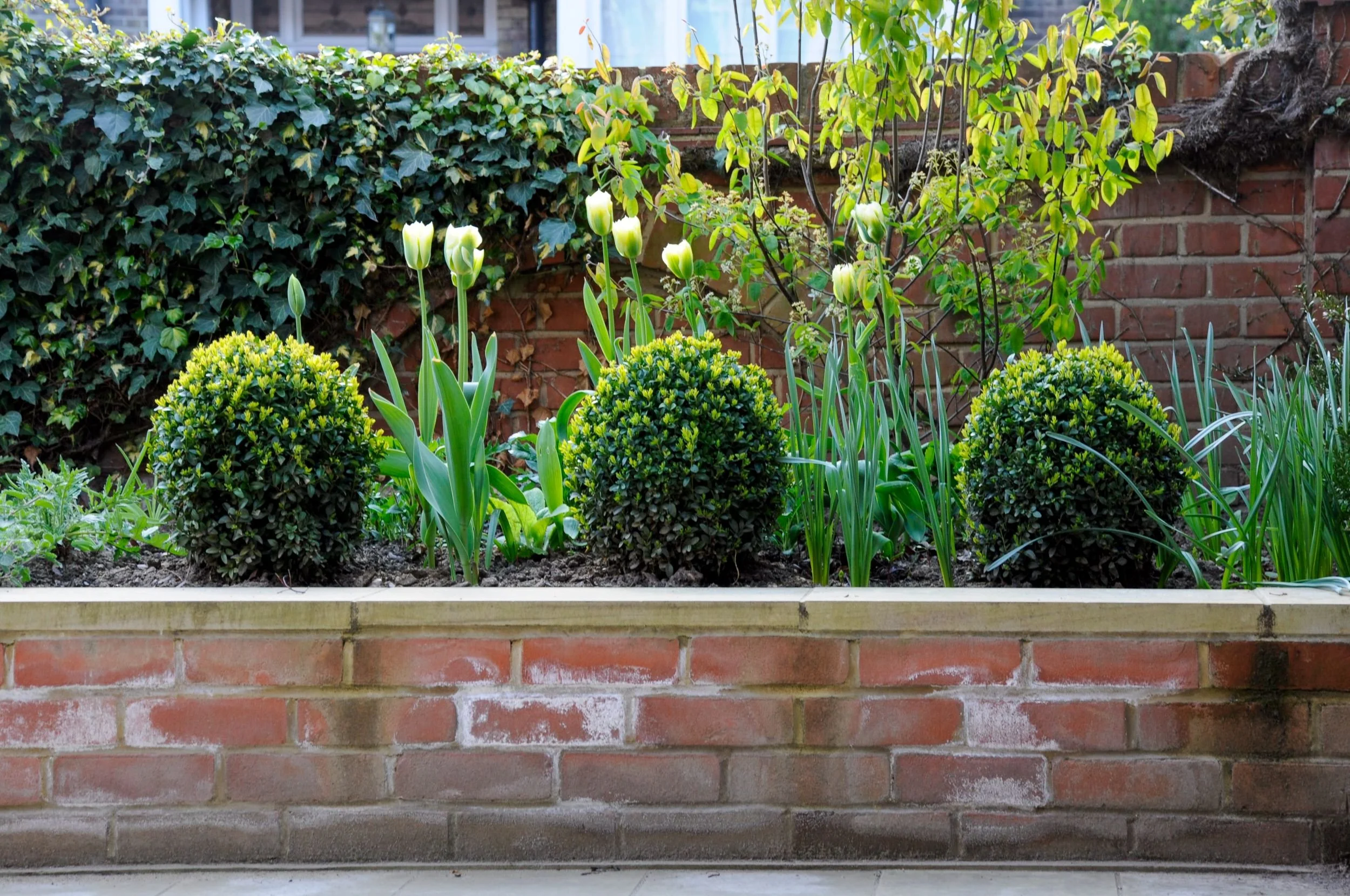 White and green Spring Green tulips with box balls in a spring border against a brick wall

Spring Green tulips emerge alongside neatly clipped box balls in a raised border, with ivy and climbers softening the brick boundary wall behind — an early-se