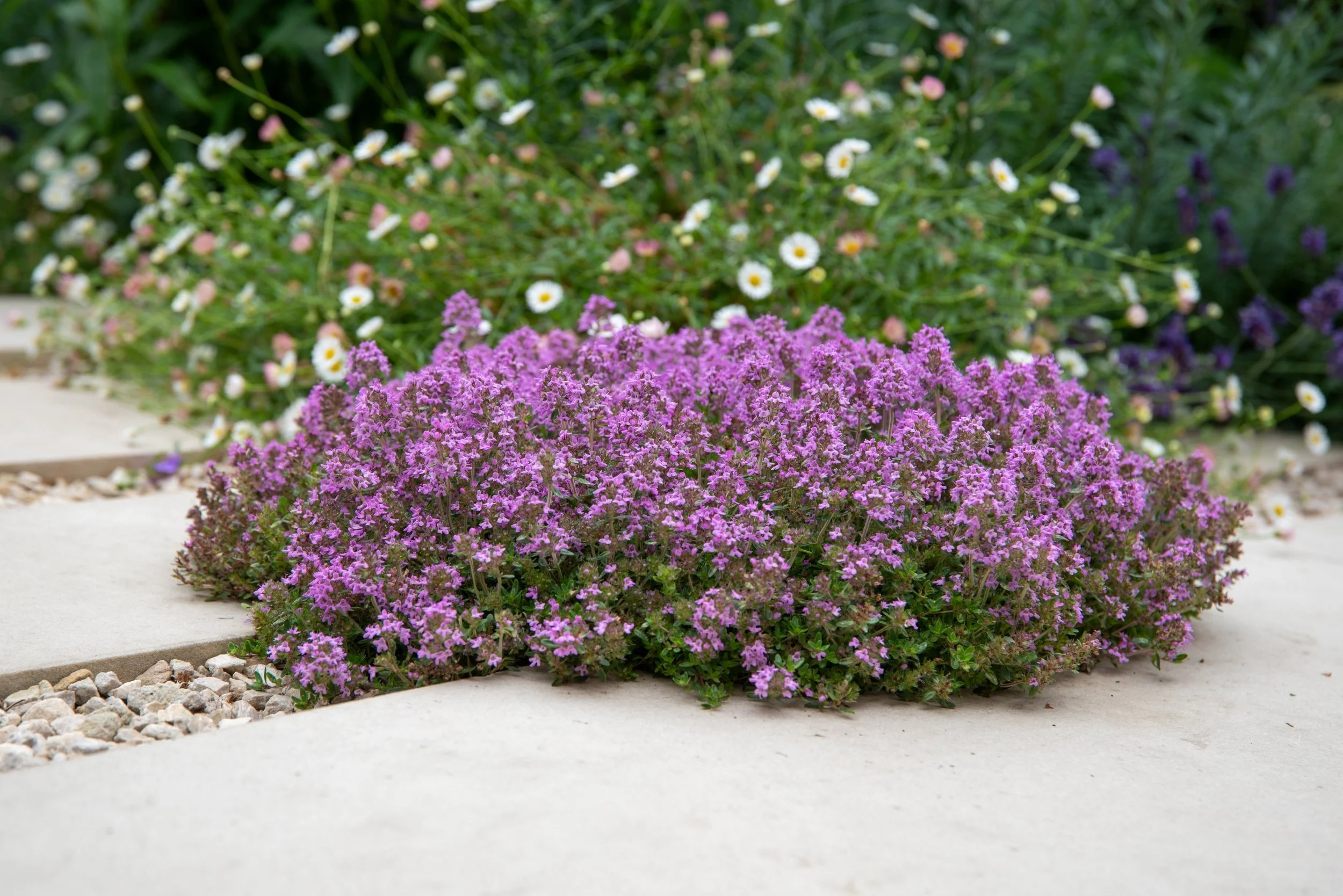Purple creeping thyme flowering between paving stones, Wandsworth garden by Jane Shankster Garden Design

A cushion of purple-flowering creeping thyme spills across the stepping stone path, with erigeron daisies and salvia blurred softly behind. This