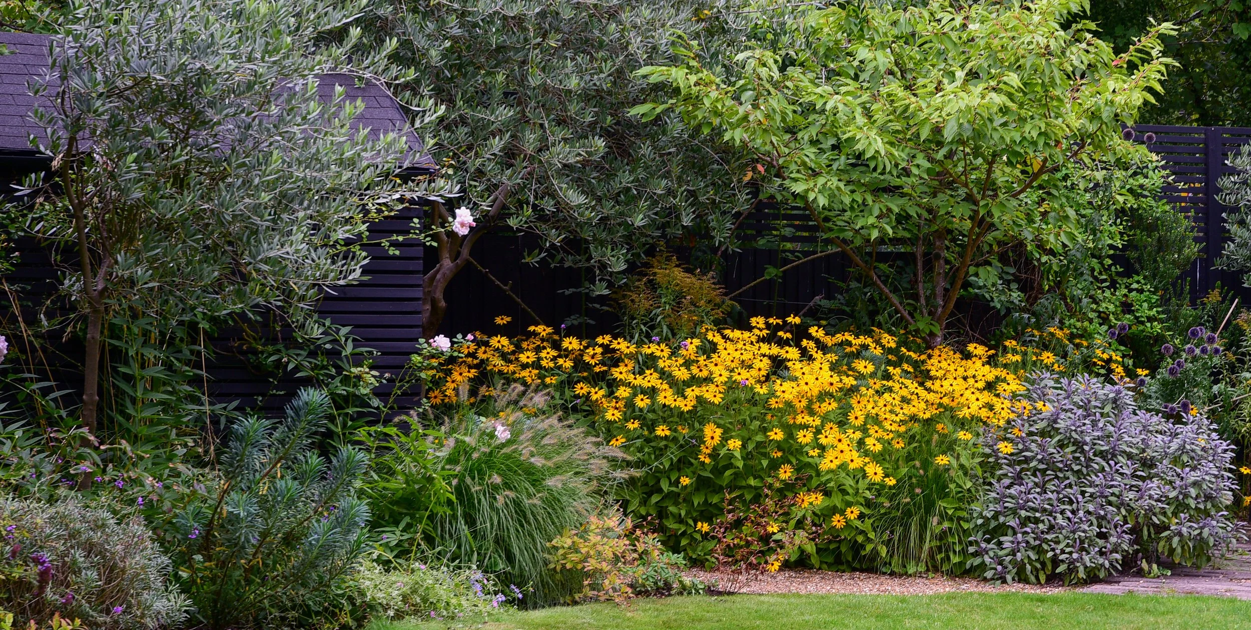 Bright yellow rudbeckia daisies mass alongside soft ornamental grasses and silvery foliage in a late-summer border in a Teddington garden, set against a black timber shed and fence. JaneShanksterGardenDesign.co.uk.

Golden rudbeckia takes centre stag