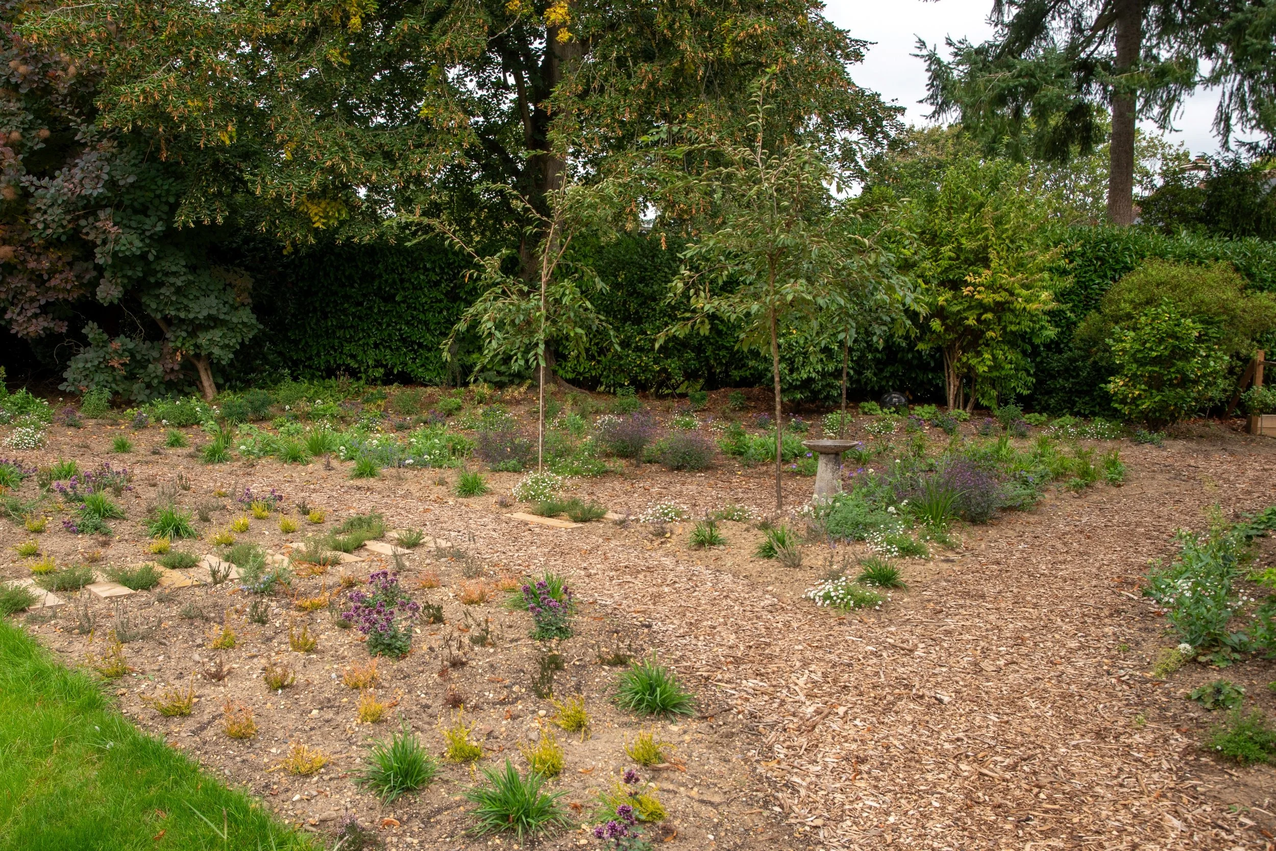 A new gravel garden with young trees, a stone bird bath and low planting, with bark-mulched paths and a lawn edge.