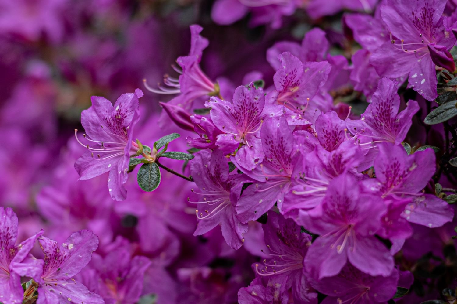 Close-up of magenta-purple azalea flowers with dark speckled throats at Isabella Plantation in Richmond Park