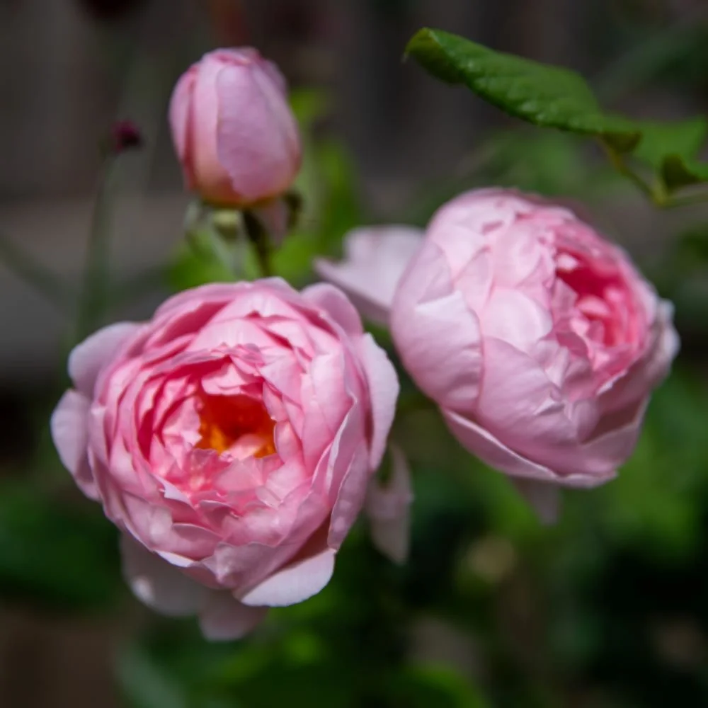 Pink Rosa Gertrude Jekyll flowers in close-up

The full, scrolled blooms of Rosa 'Gertrude Jekyll', a classic pink English rose, chosen for its scent and cottage-garden character within this Wimbledon planting scheme.