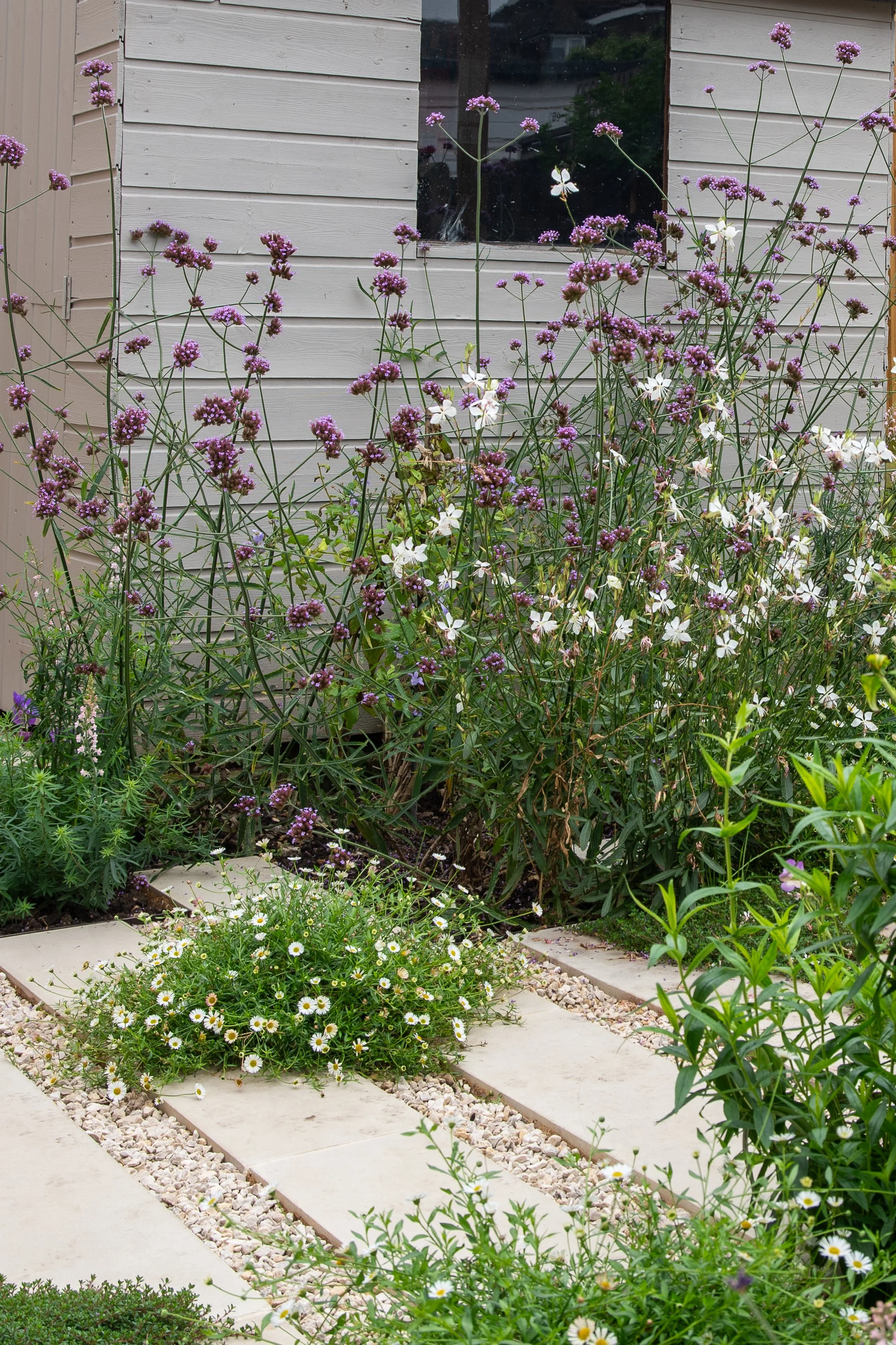 Verbena and gaura planting against painted shed, Wandsworth garden by Jane Shankster Garden Design

Tall verbena bonariensis and white gaura rise up against the newly painted shed, softening its plain façade and bringing height and movement to this c