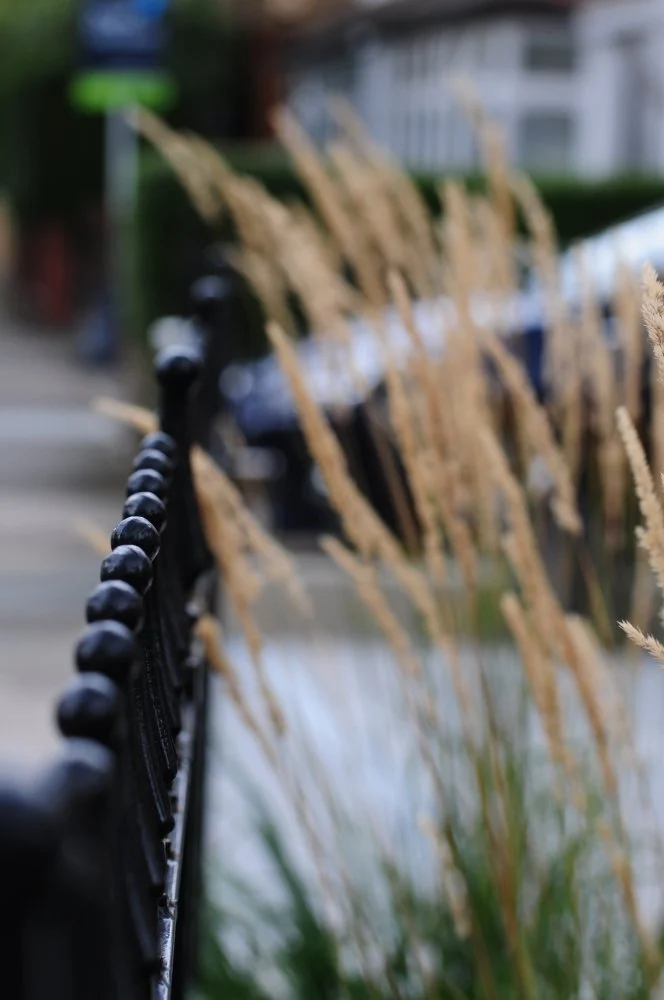Detail of railing finials and grasses along Twickenham street, garden by Jane Shankster Garden Design

A detail shot along the new black railings, their decorative ball-topped finials leading the eye down the street, with grass seed heads brushing ag