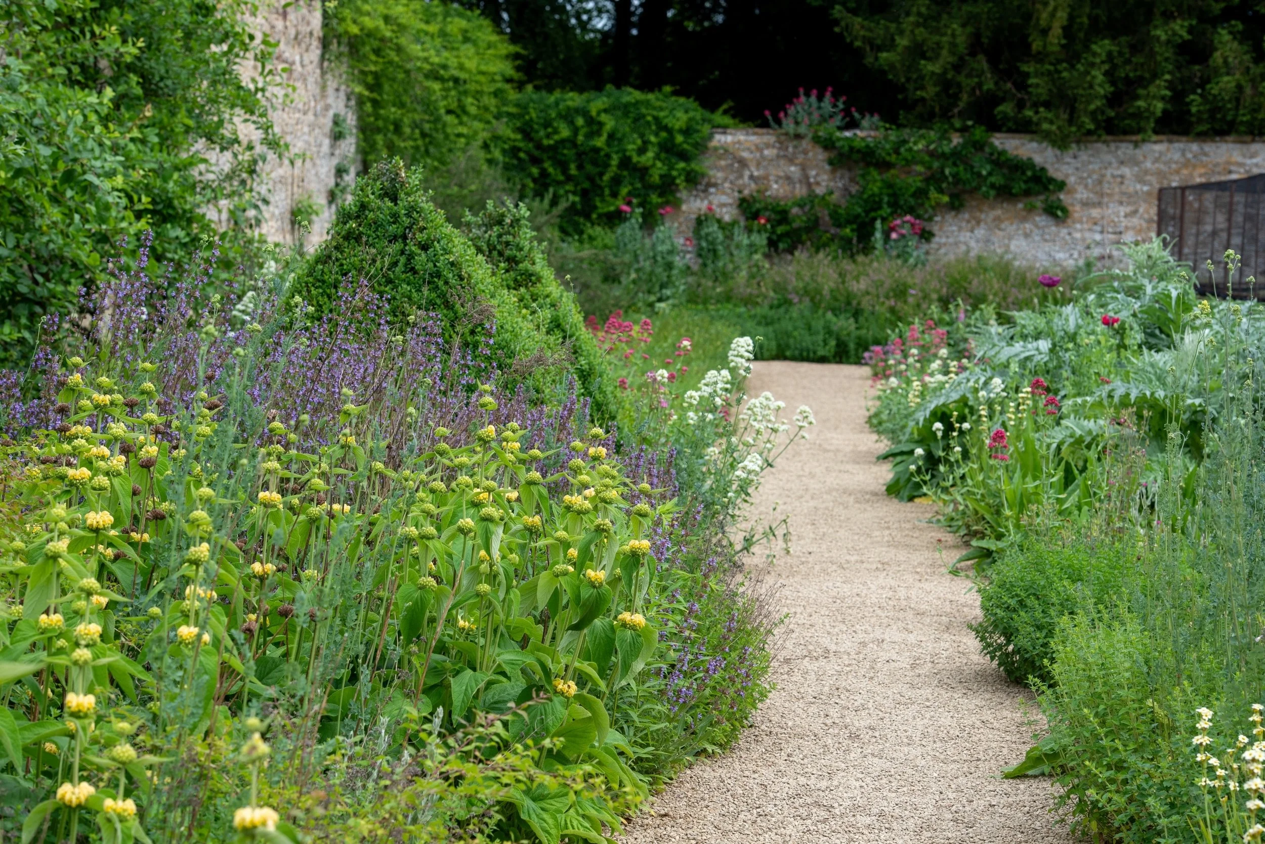 Gravel path through the walled garden at Rousham, lined with yellow phlomis, purple sage, red and white valerian and clipped box.