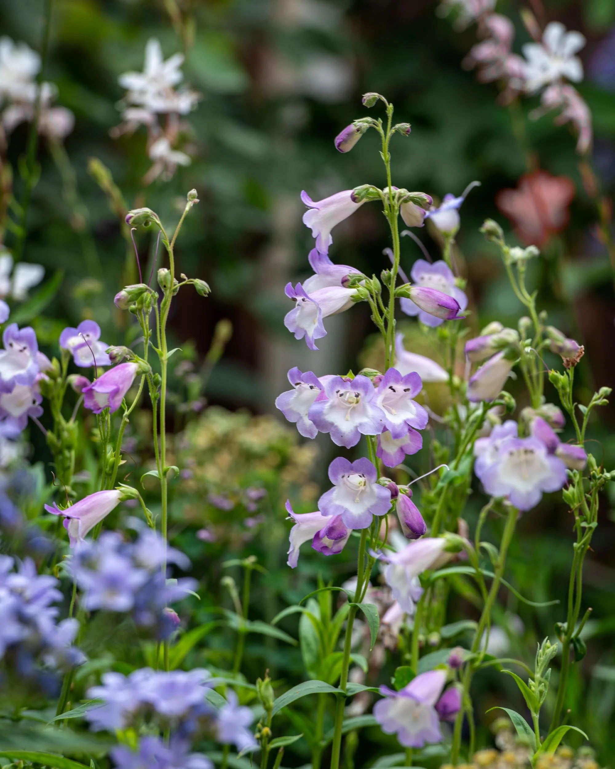 Wandsworth courtyard garden 2 Arthur Road Landscapes.jpg
