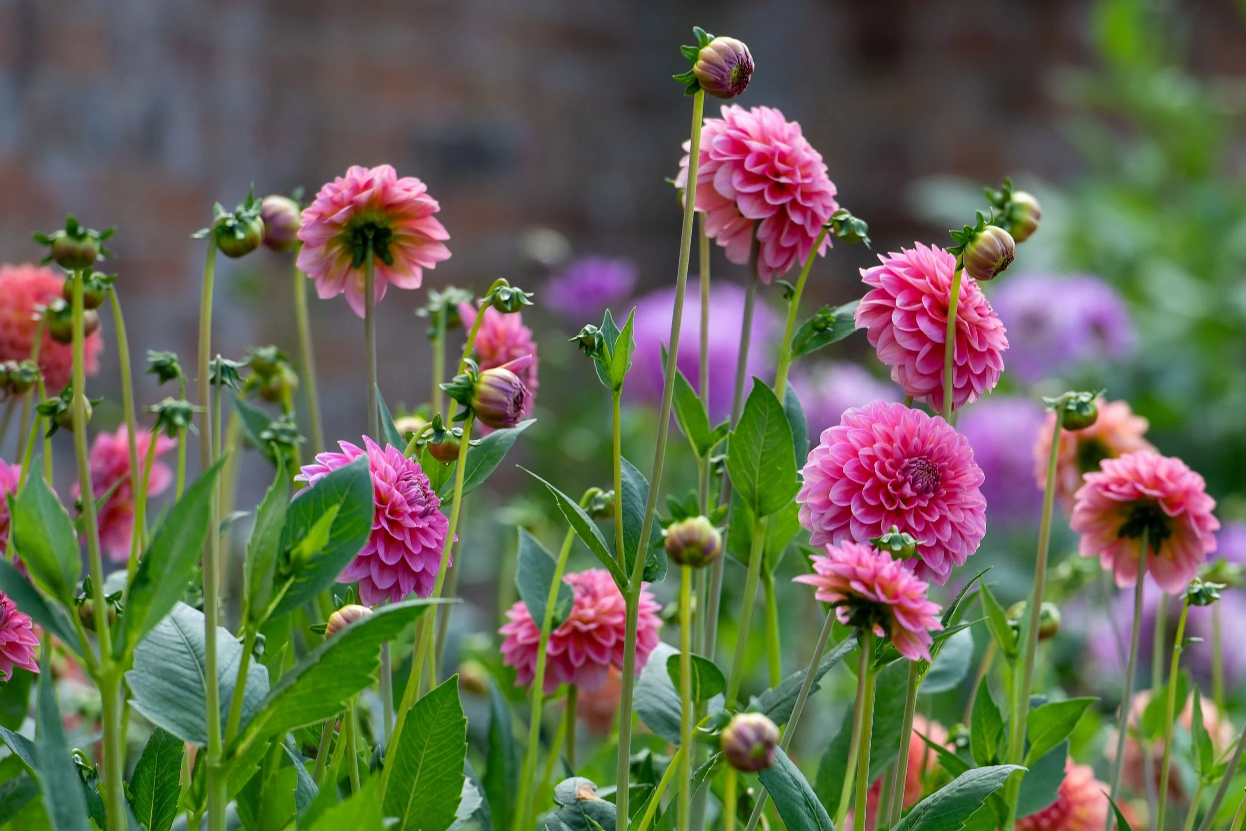 Close-up of pompon-style pink dahlias in the walled garden at Waterperry Gardens, with a brick wall behind
