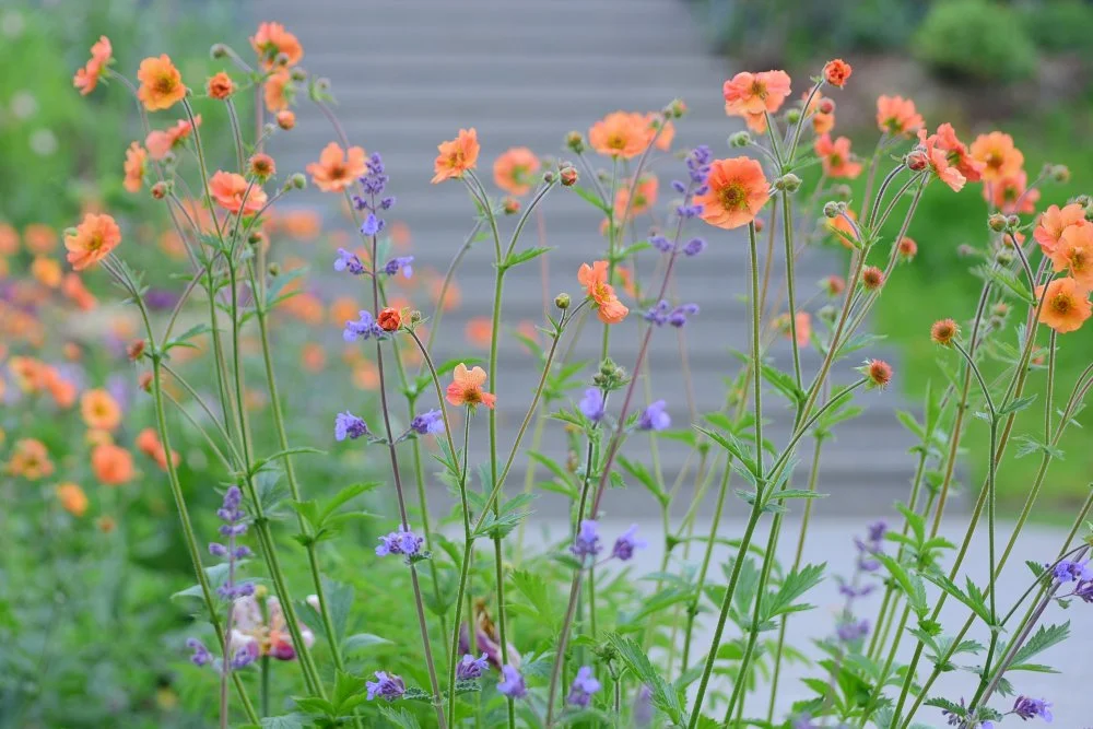 Orange geums and blue catmint mingle together in a close-up border planting in a Raynes Park garden. JaneShanksterGardenDesign.co.uk.

Orange and blue make natural companions, and this pairing of geum and catmint shows exactly why: the geums' warm, n
