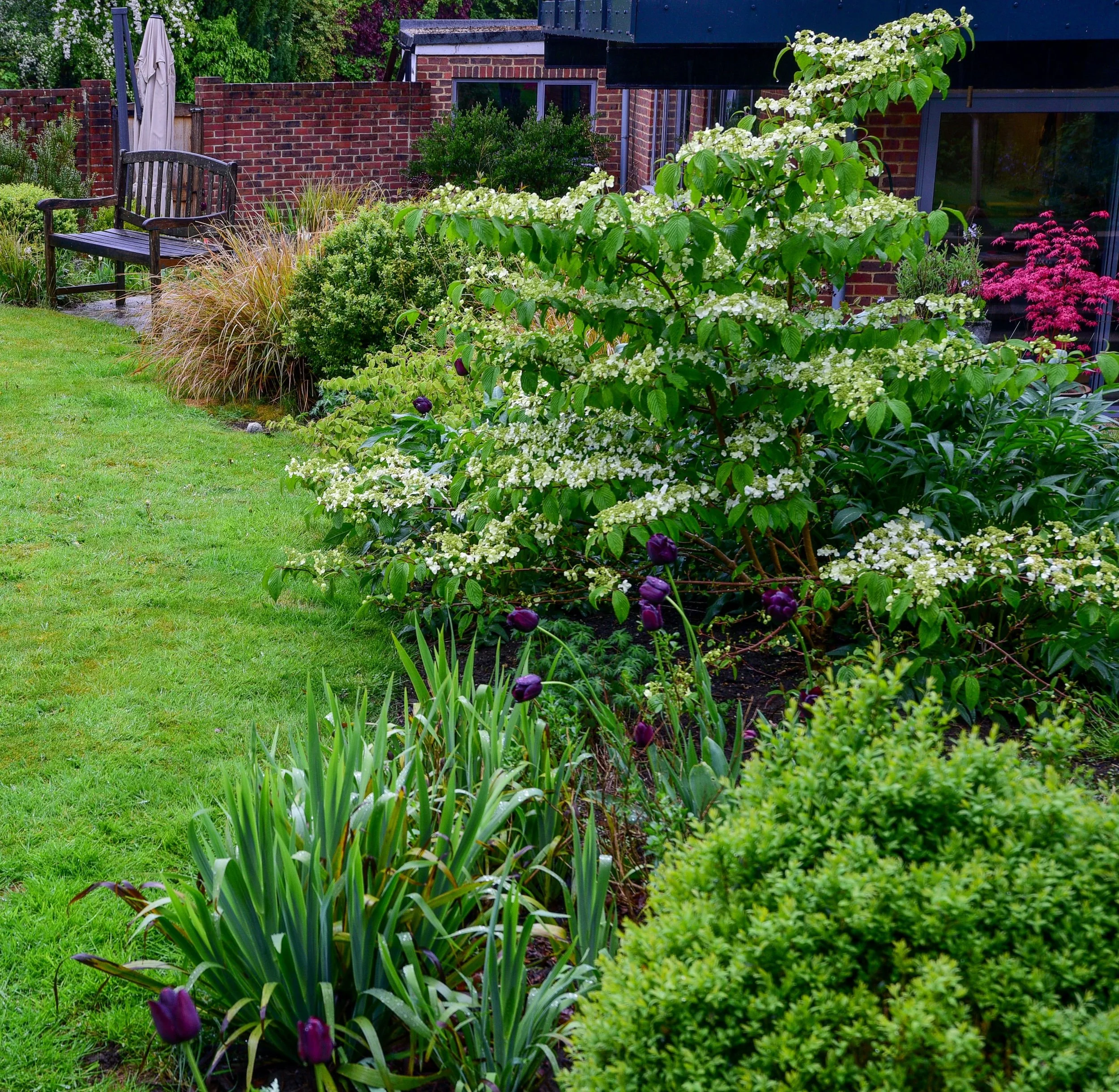 White Viburnum plicatum Mariesii and deep purple tulips border a lawn beside clipped box balls. JaneShanksterGardenDesign.co.uk

Frothy white Viburnum plicatum Mariesii flowers arch over a row of near-black tulips, with neatly clipped box balls and o