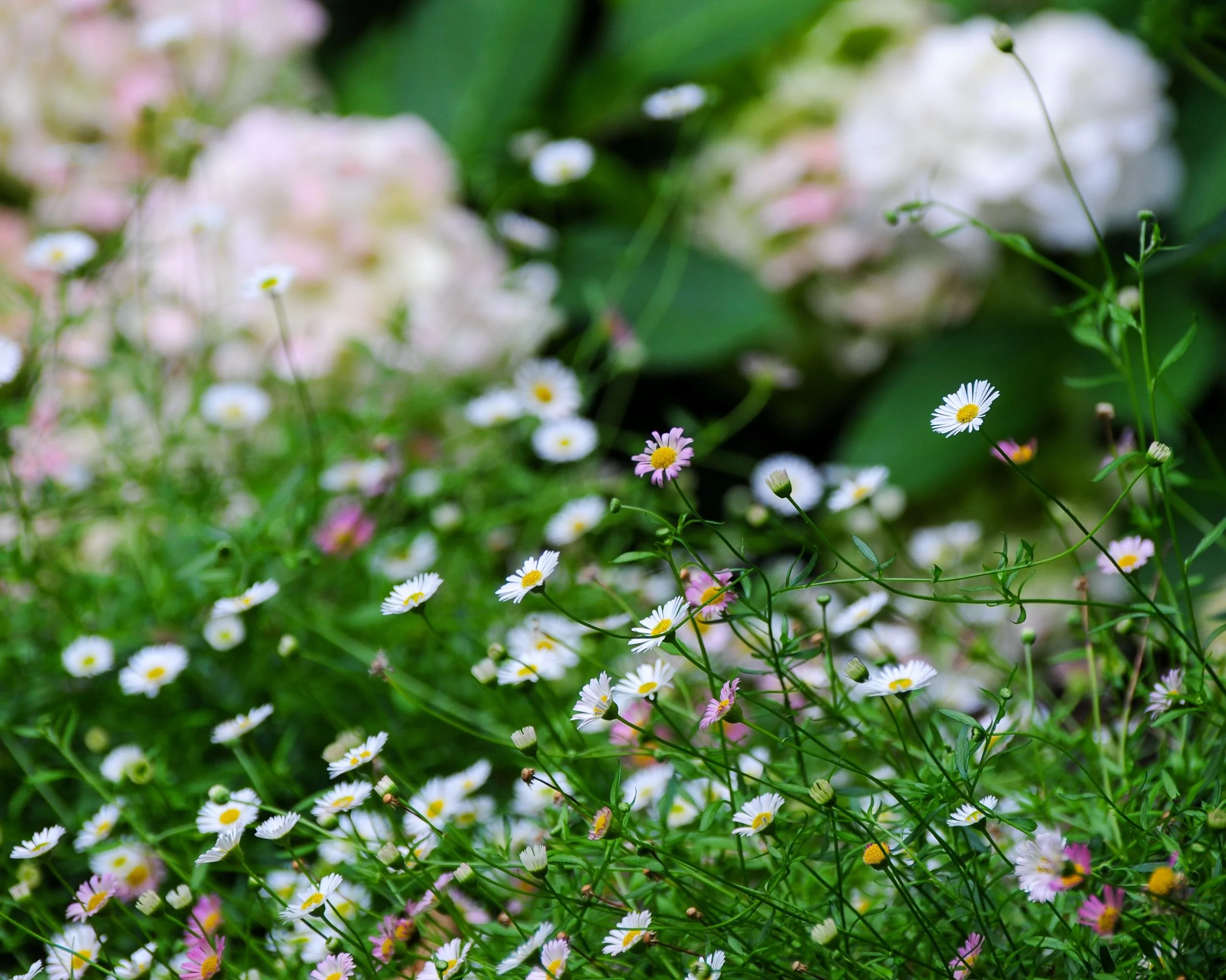 Delicate pink and white erigeron daisies bloom in front of soft pink hydrangeas. JaneShanksterGardenDesign.co.uk

The airy, pink-tipped flowers of erigeron (Mexican fleabane) scatter through the foreground, with the blurred blooms of hydrangea provid