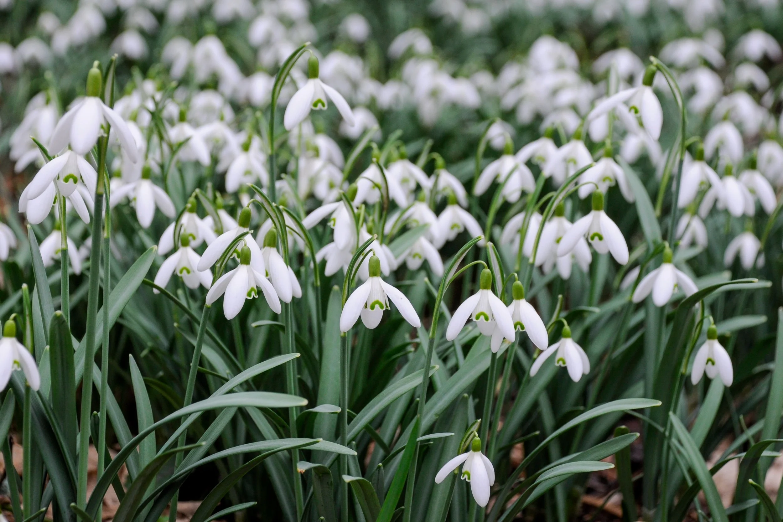 A close cluster of snowdrops with their distinctive green-marked inner petals, rising above strappy grey-green leaves