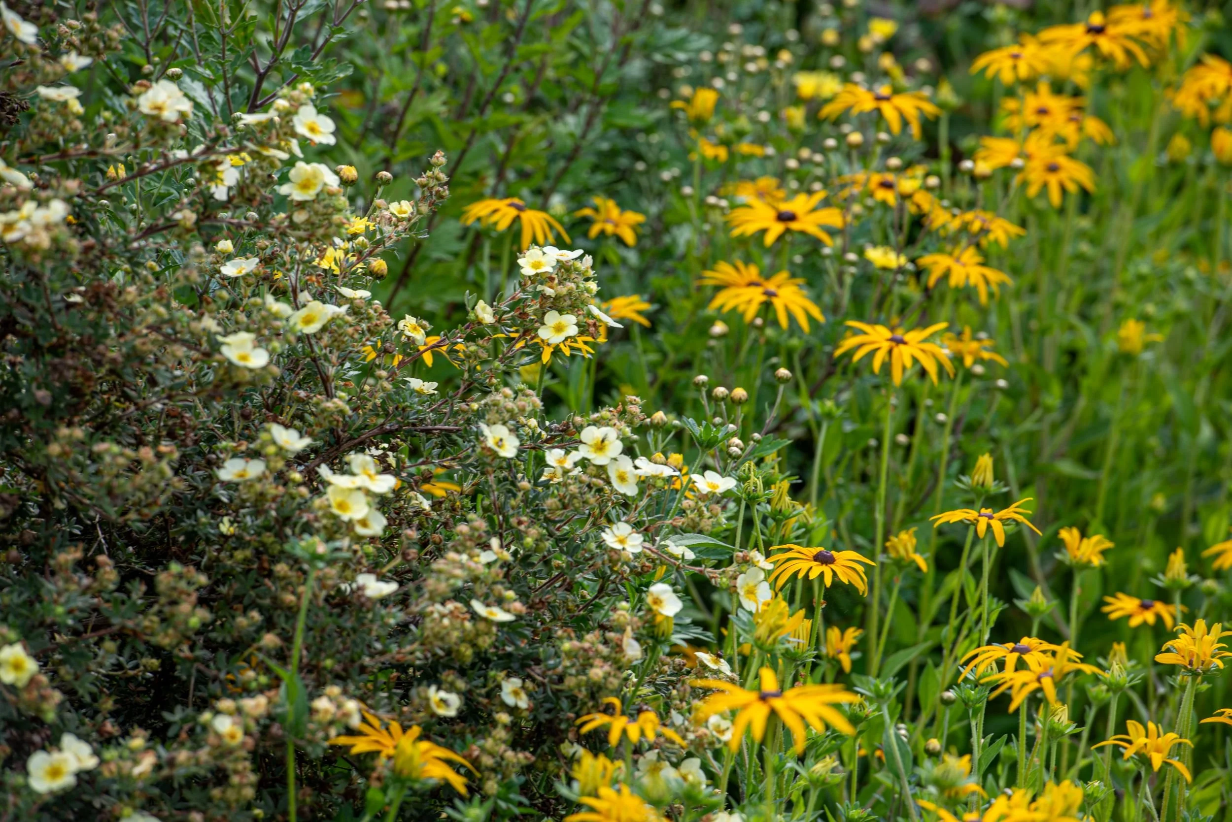 Close-up of a Waterperry Gardens border mixing white potentilla and black-eyed Susan (Rudbeckia) flowers