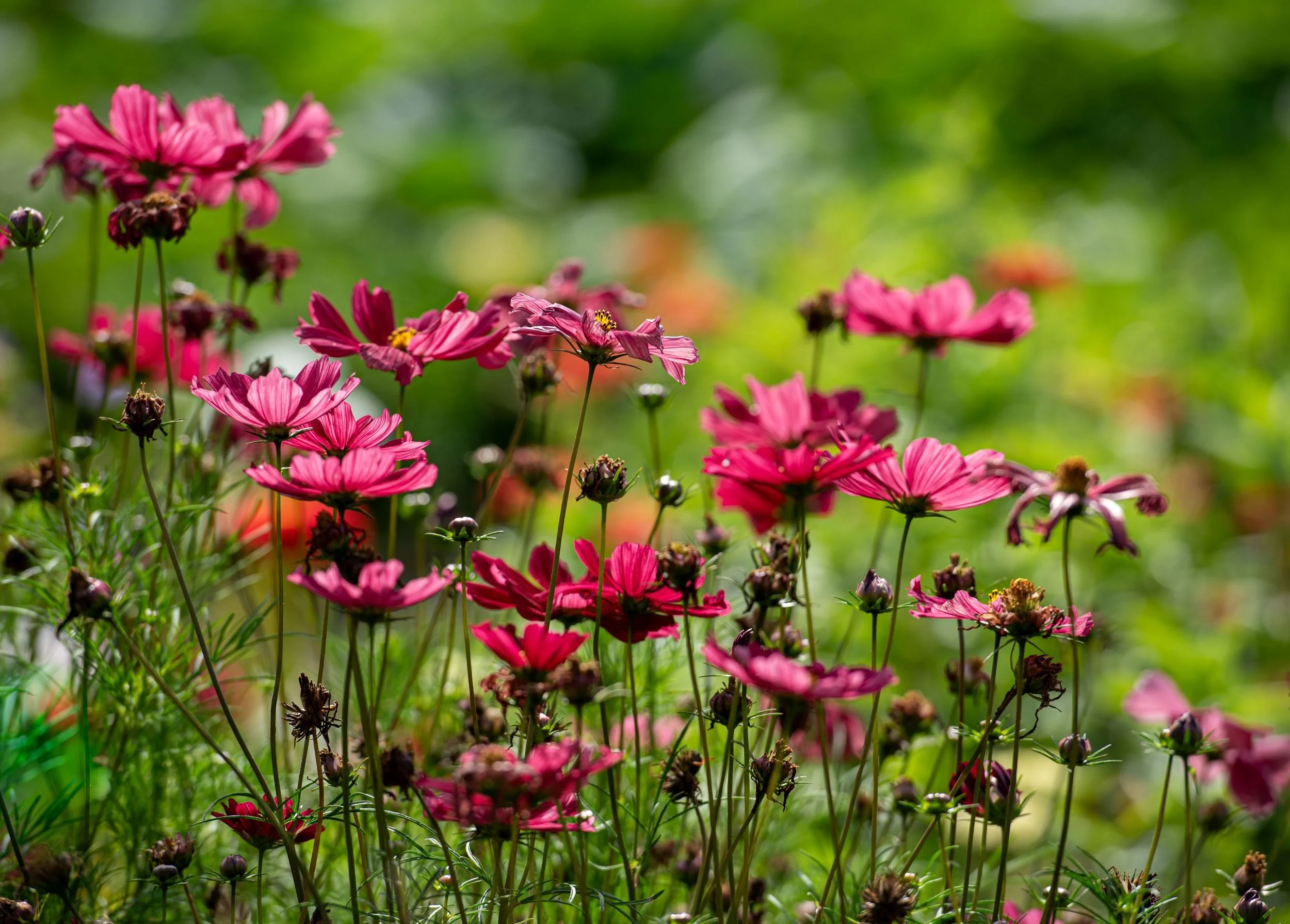 Close-up of pink cosmos flowers swaying above a colourful border in the Waterperry Gardens walled garden.