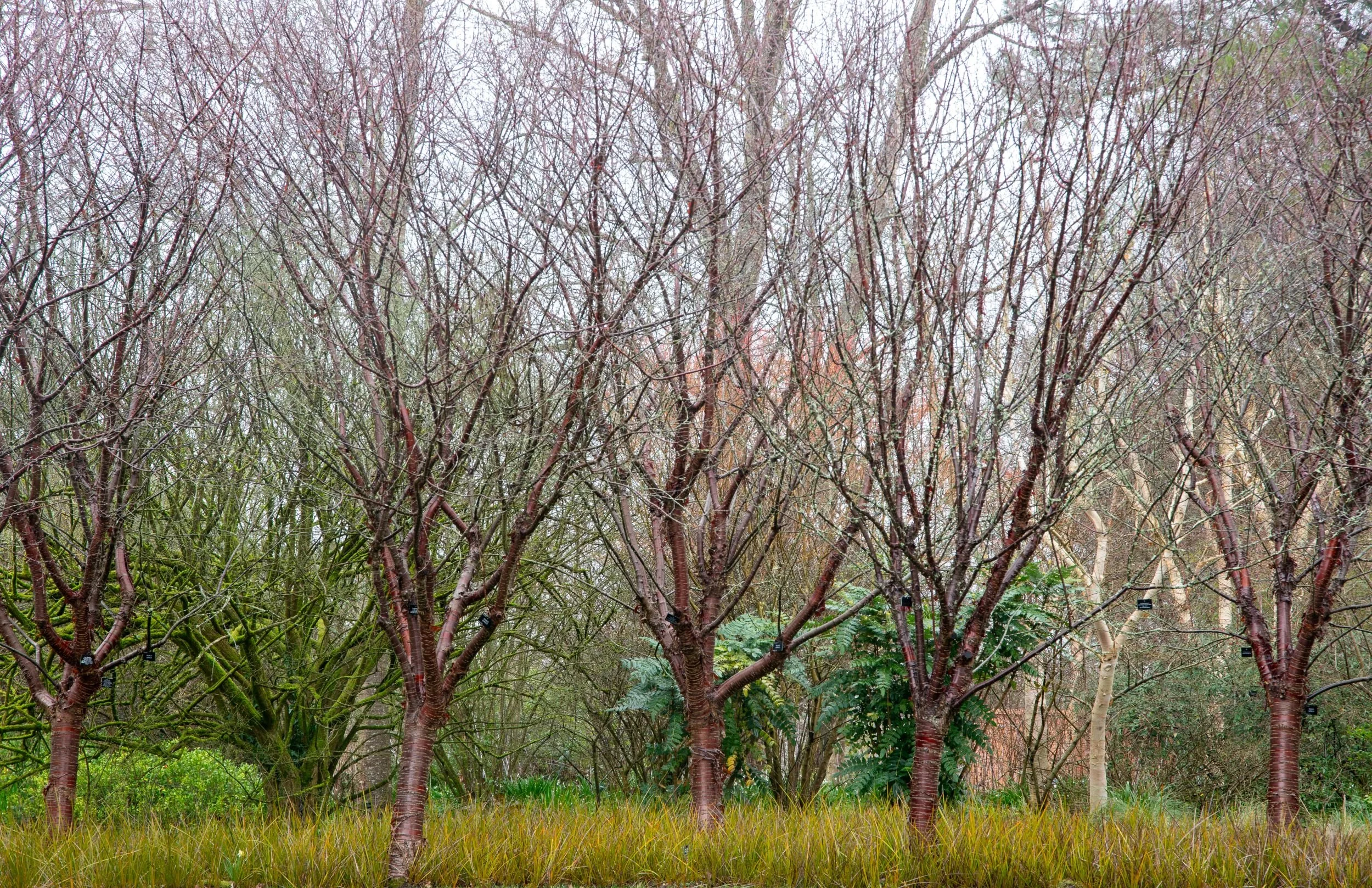 Grove of coral bark maples with pink-red stems rising from golden winter grasses at Sir Harold Hillier Gardens