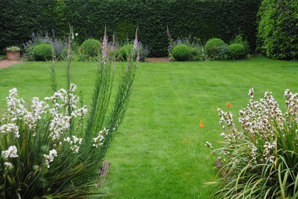 A neatly mown lawn is enclosed by tall clipped hedging and soft white flower spikes in a Berkshire country garden. JaneShanksterGardenDesign.co.uk.

Here the garden shows its more formal side, a crisp lawn held within tall clipped hedging that gives 