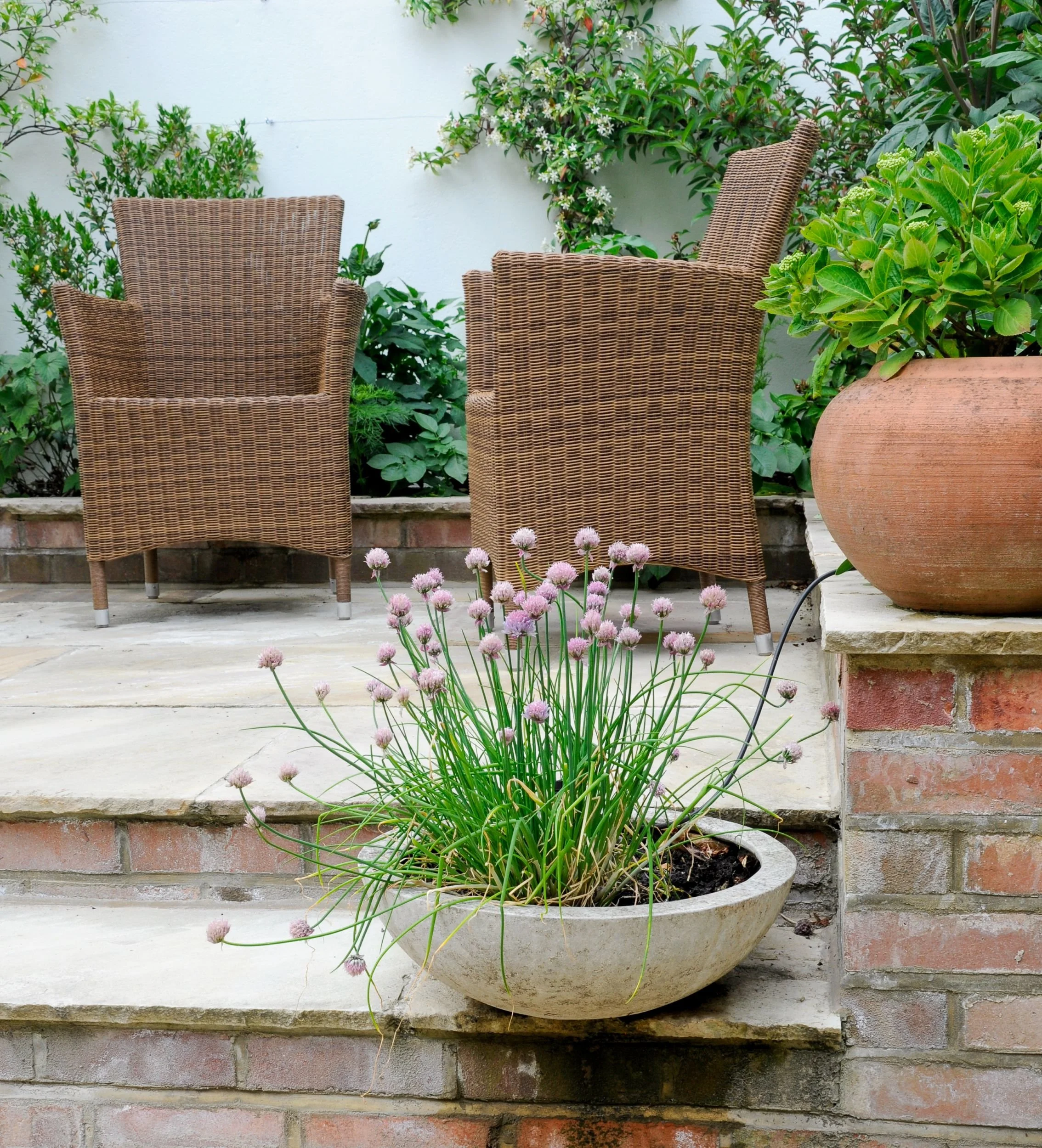 Two wicker chairs on brick steps beside a stone bowl of flowering chives and a large terracotta pot

Wicker chairs sit on brick-edged steps beside a stone bowl of flowering chives and a large terracotta pot, marking the transition between patio level