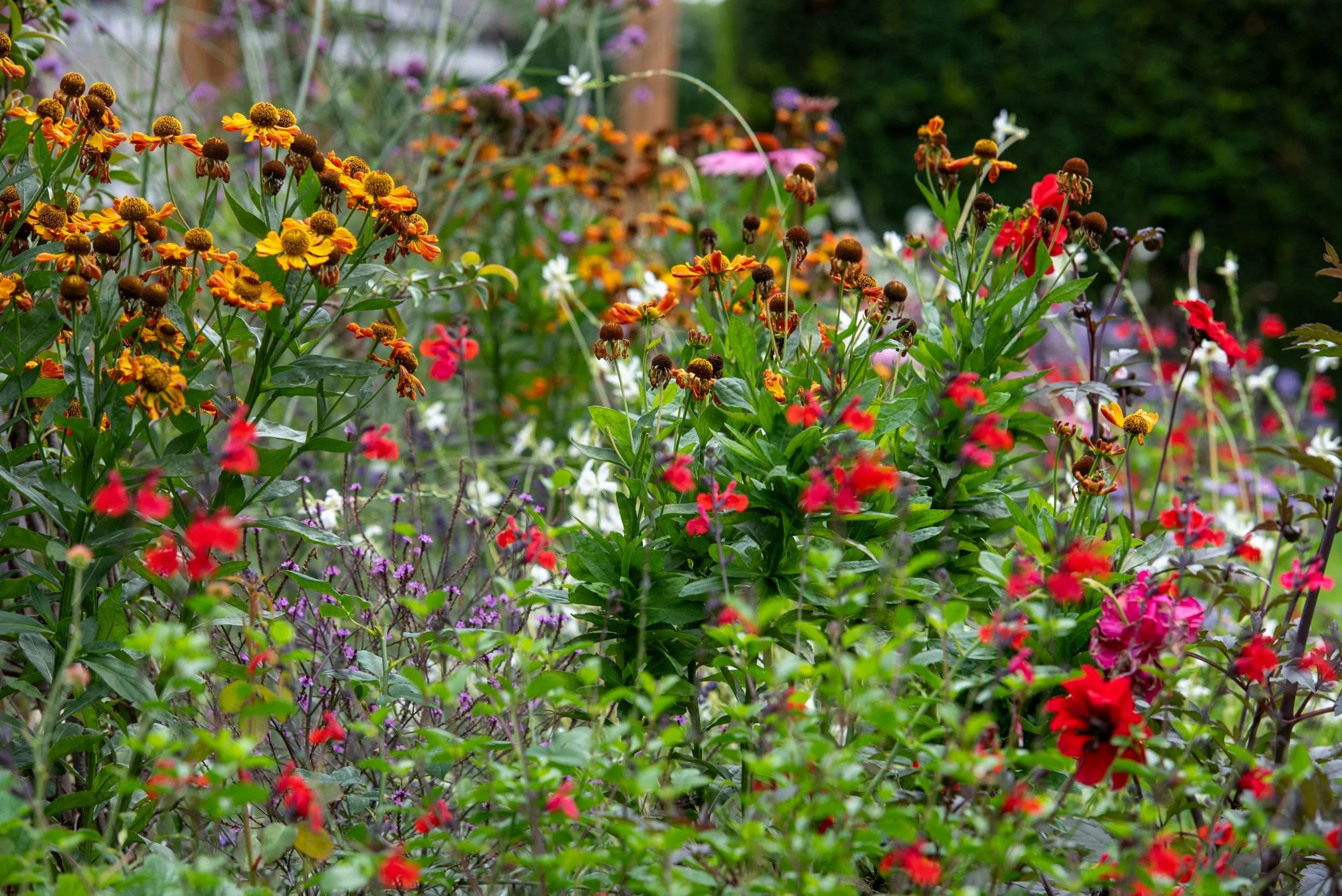 Helenium Waldtraut with orange and yellow flowers, Surrey garden by Jane Shankster Garden Design

The warm orange and gold petals of Helenium 'Waldtraut' glow alongside red salvias and white gaura, forming one of the many waves of colour designed to 