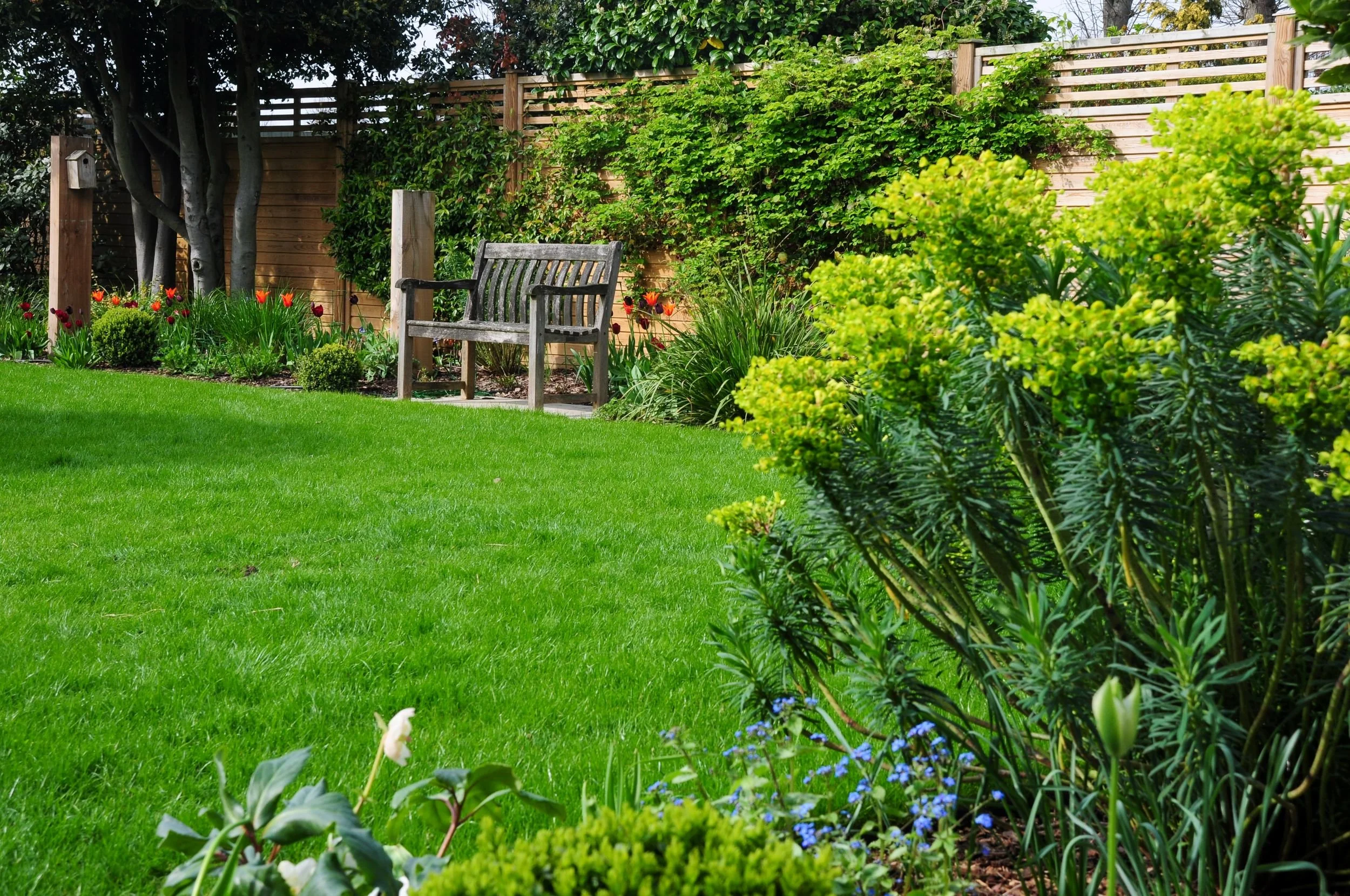 A wide lawn leads to a wooden bench framed by tulips and euphorbia in a Raynes Park family garden. JaneShanksterGardenDesign.co.uk

A generous stretch of lawn draws the eye toward a timber bench set within a spring border of tulips, euphorbia and orn