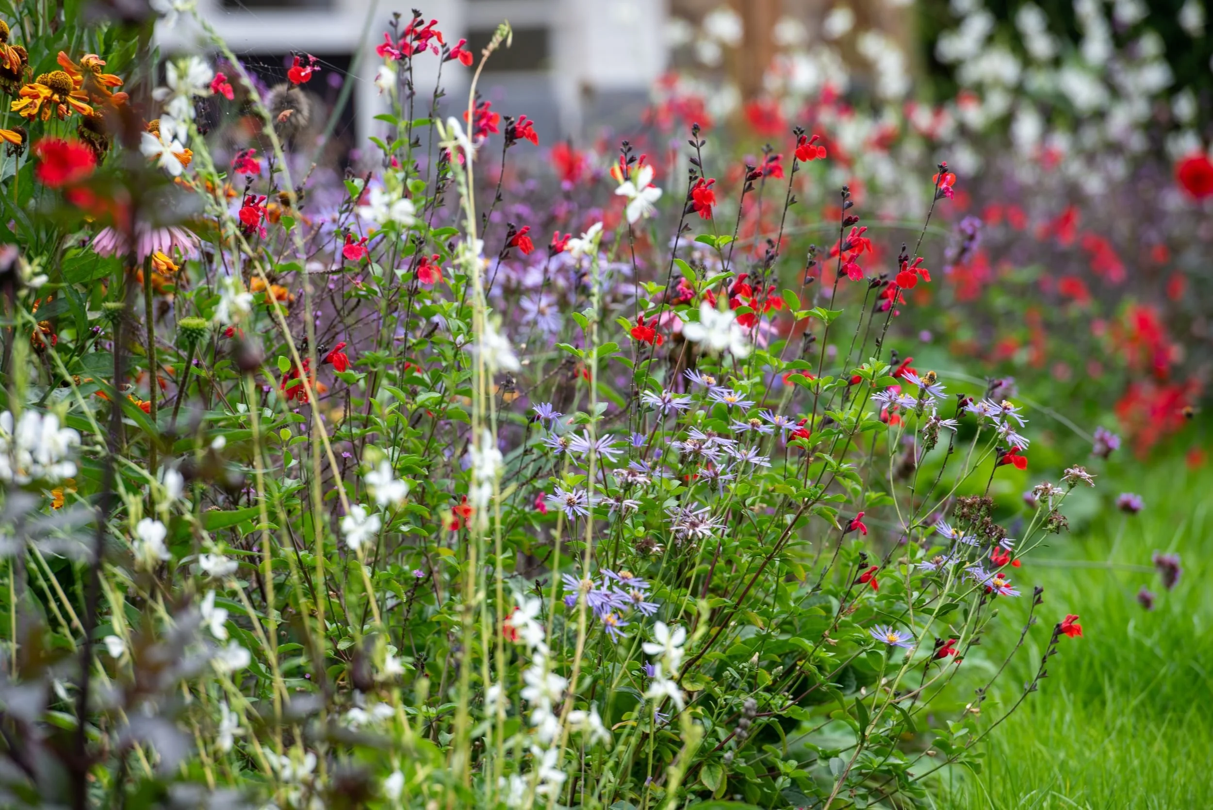 White Oenothera Snowbird flowers with dahlias, Surrey border by Jane Shankster Garden Design

Airy white flowers of Oenothera 'Snowbird' drift through the border alongside red dahlias and soft purple asters, their pale tone providing a cooling contra