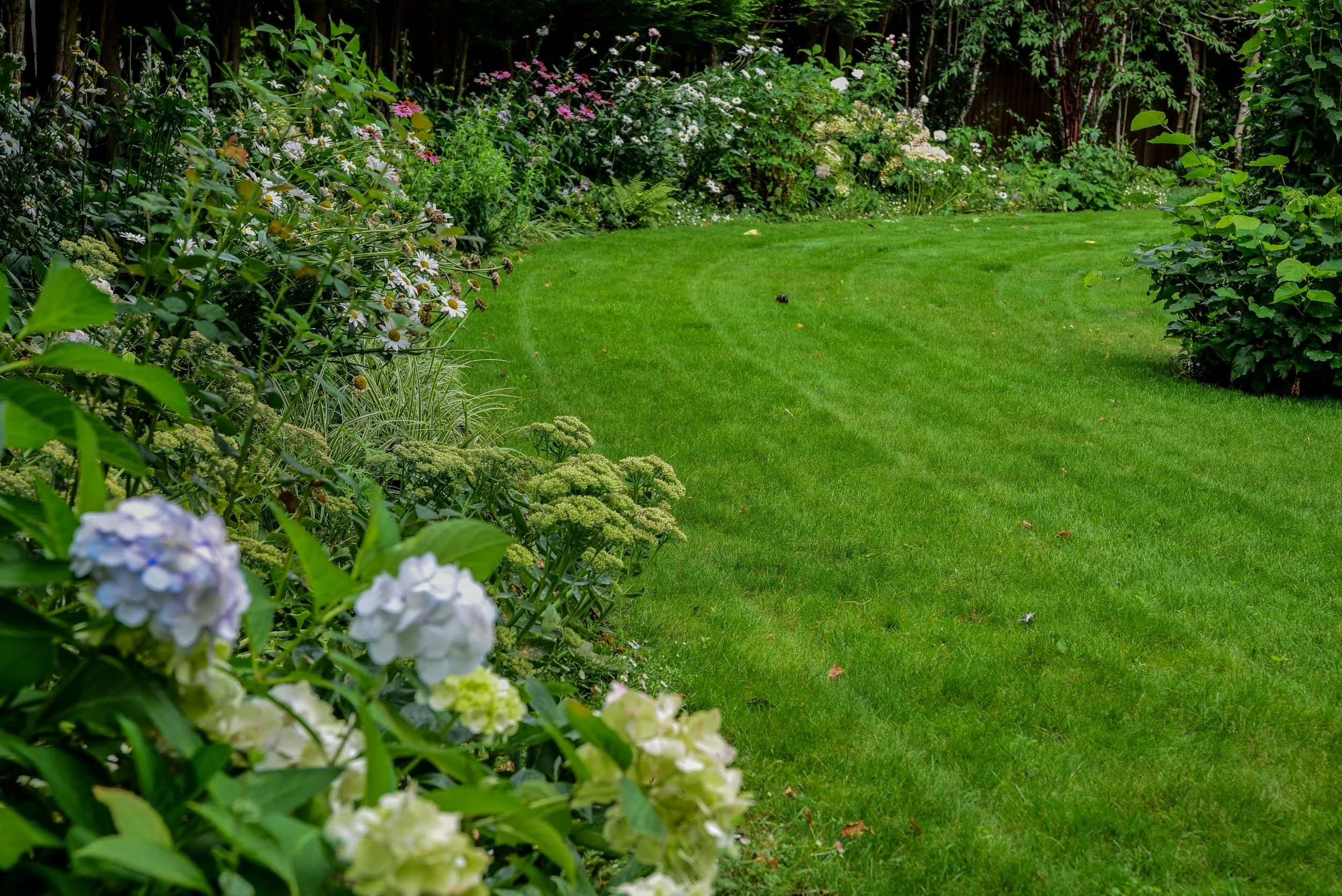 A long summer border mixes hydrangea, daisies and echinacea beside a mown lawn. JaneShanksterGardenDesign.co.uk

In high summer, the long border brims with white and pink hydrangea, shasta daisies and pink echinacea, its curved edge following a neatl