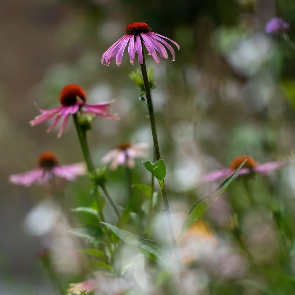 Close-up of pink echinacea coneflowers in soft focus

A soft-focus close-up of echinacea in flower, part of the naturalistic, pollinator-friendly planting used throughout this Wimbledon family garden.