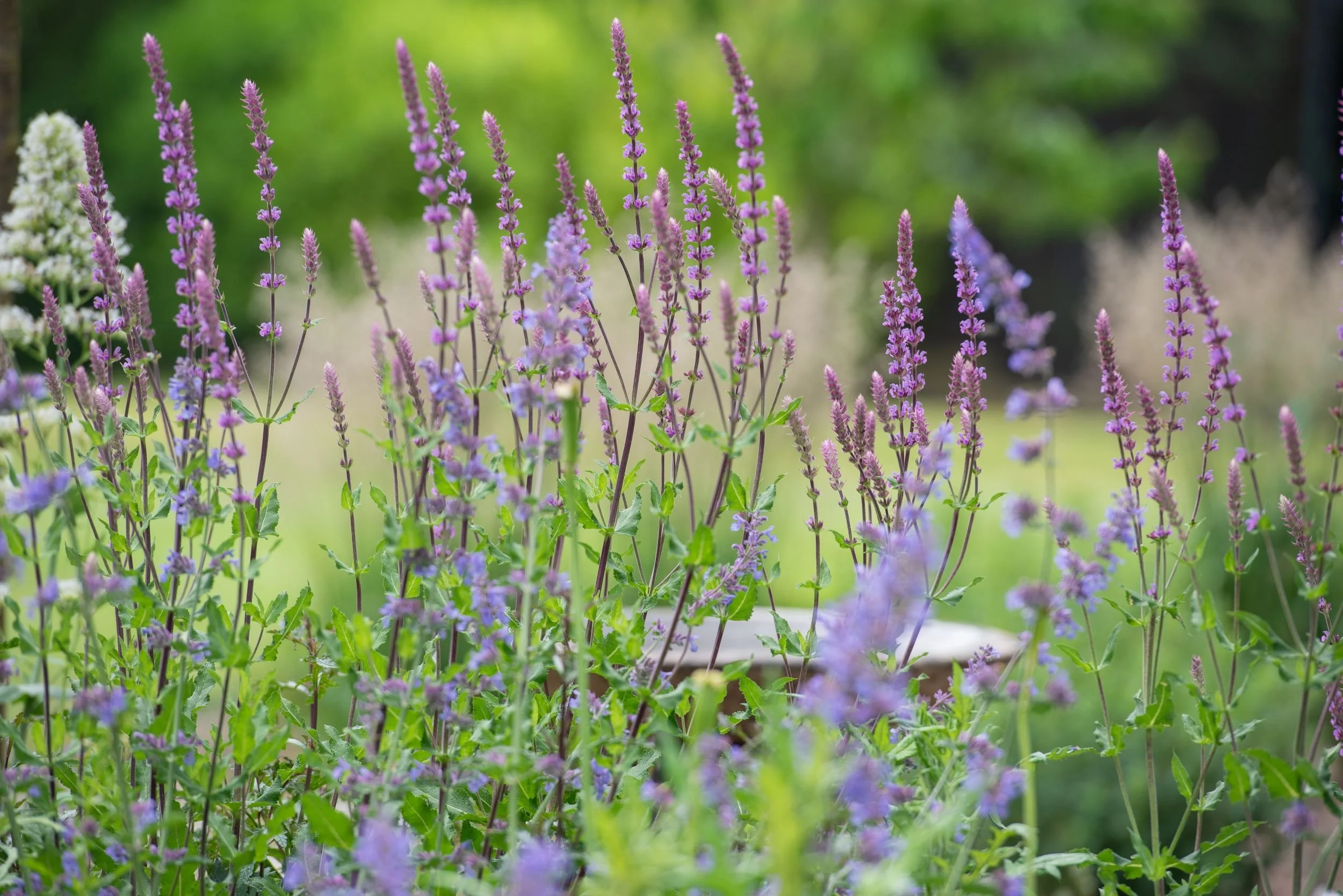 Pink salvia and blue nepeta flower spikes filling a naturalistic border in a Surrey garden, with a stone birdbath visible in the soft-focus background and lawn beyond. ArthurRoadLandscapes.co.uk.

A sea of pink salvia and blue nepeta ripples in front