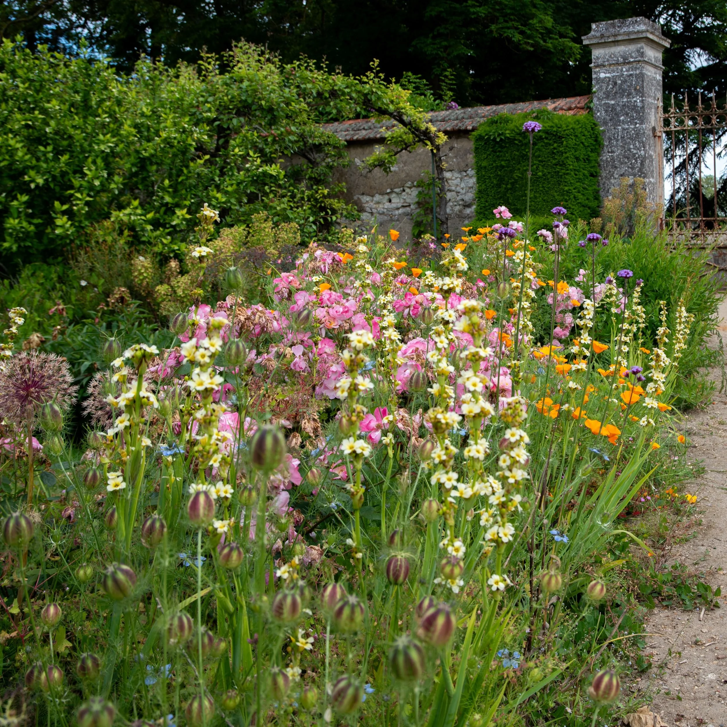 Colourful cutting-garden border at Château du Lude with pink phlox, orange California poppies and purple verbena in front of an old stone outbuilding.