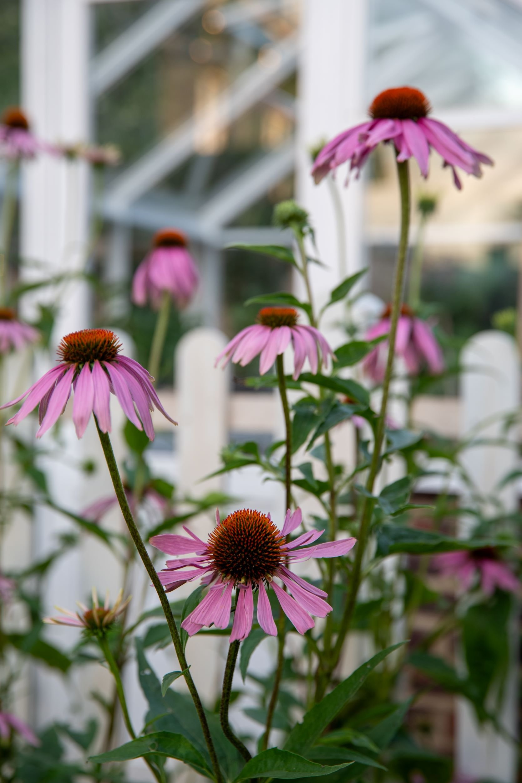 Purple coneflowers (Echinacea purpurea) bloom in front of a white greenhouse in a Wimbledon Village garden. JaneShanksterGardenDesign.co.uk

Clusters of pink-purple Echinacea purpurea flowers with their distinctive raised cones stand out against the 