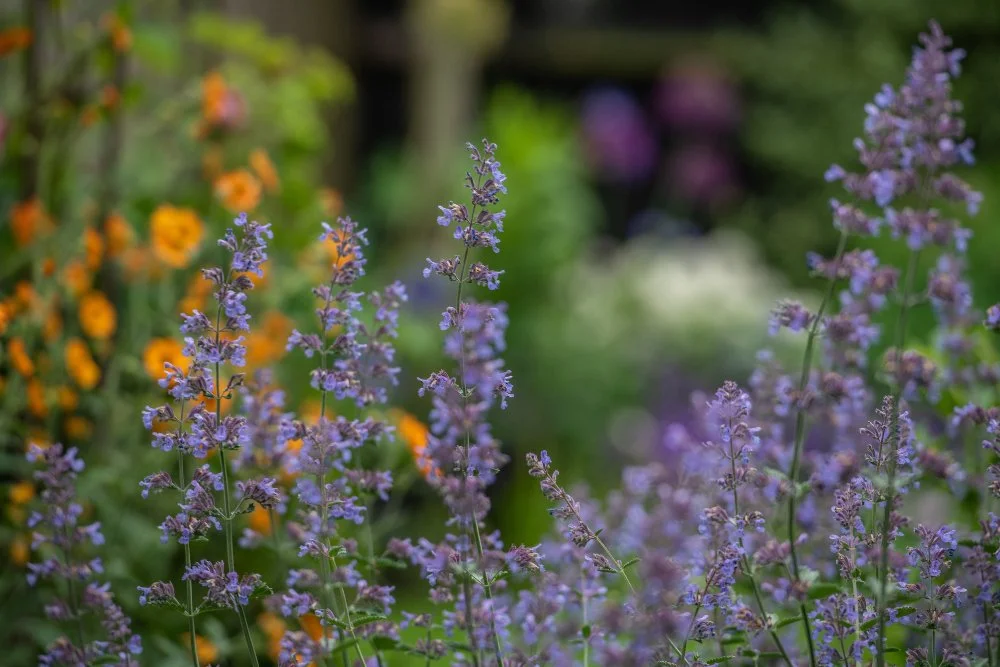 Purple catmint and orange geum flowers in Wimbledon garden by Jane Shankster Garden Design

Spikes of purple catmint stand before a warm backdrop of orange geum flowers, demonstrating the complementary colour pairings used throughout this Wimbledon g