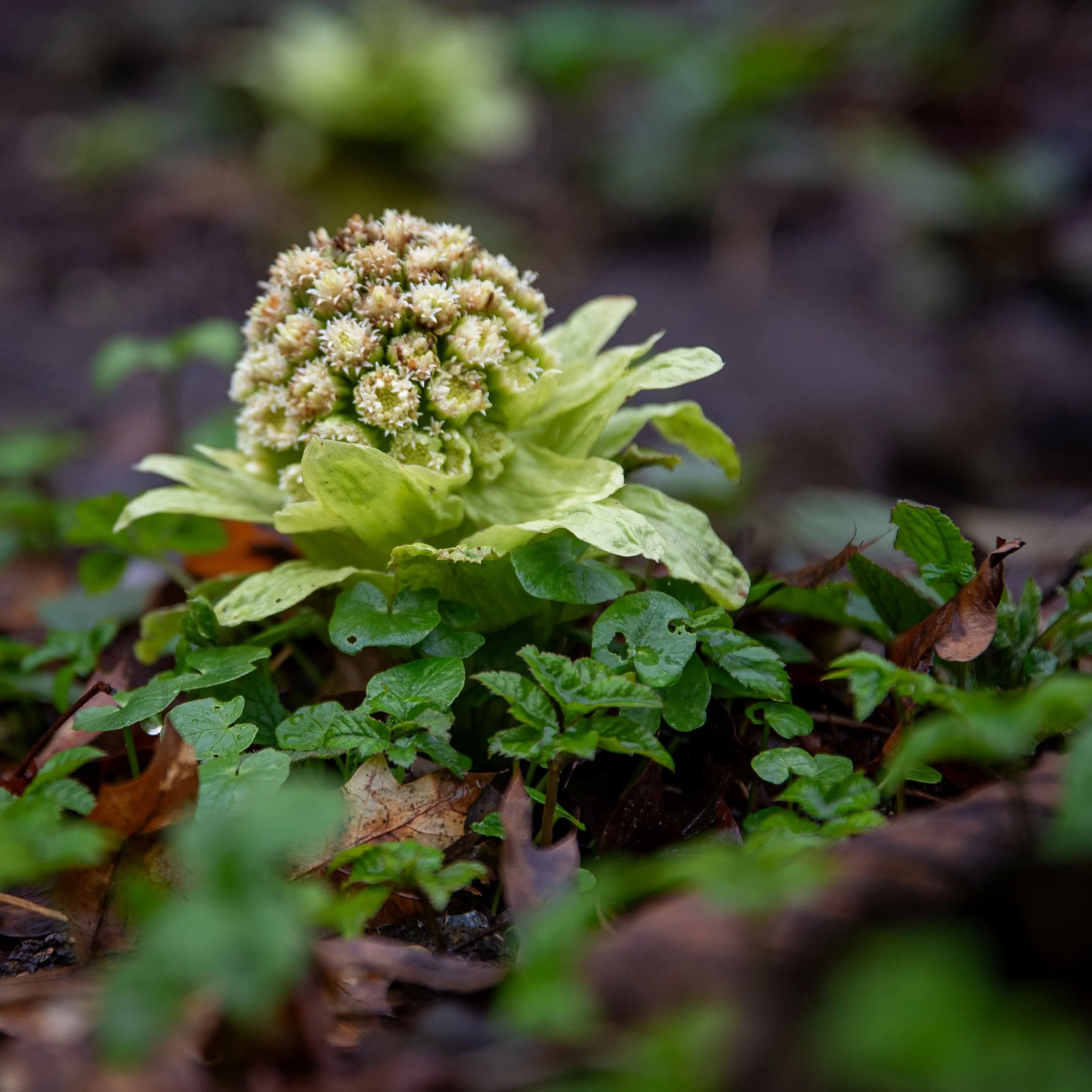 Close-up of an emerging pale grerheum acuminatum flowerhead on the woodland floor at Sir Harold Hillier Gardens