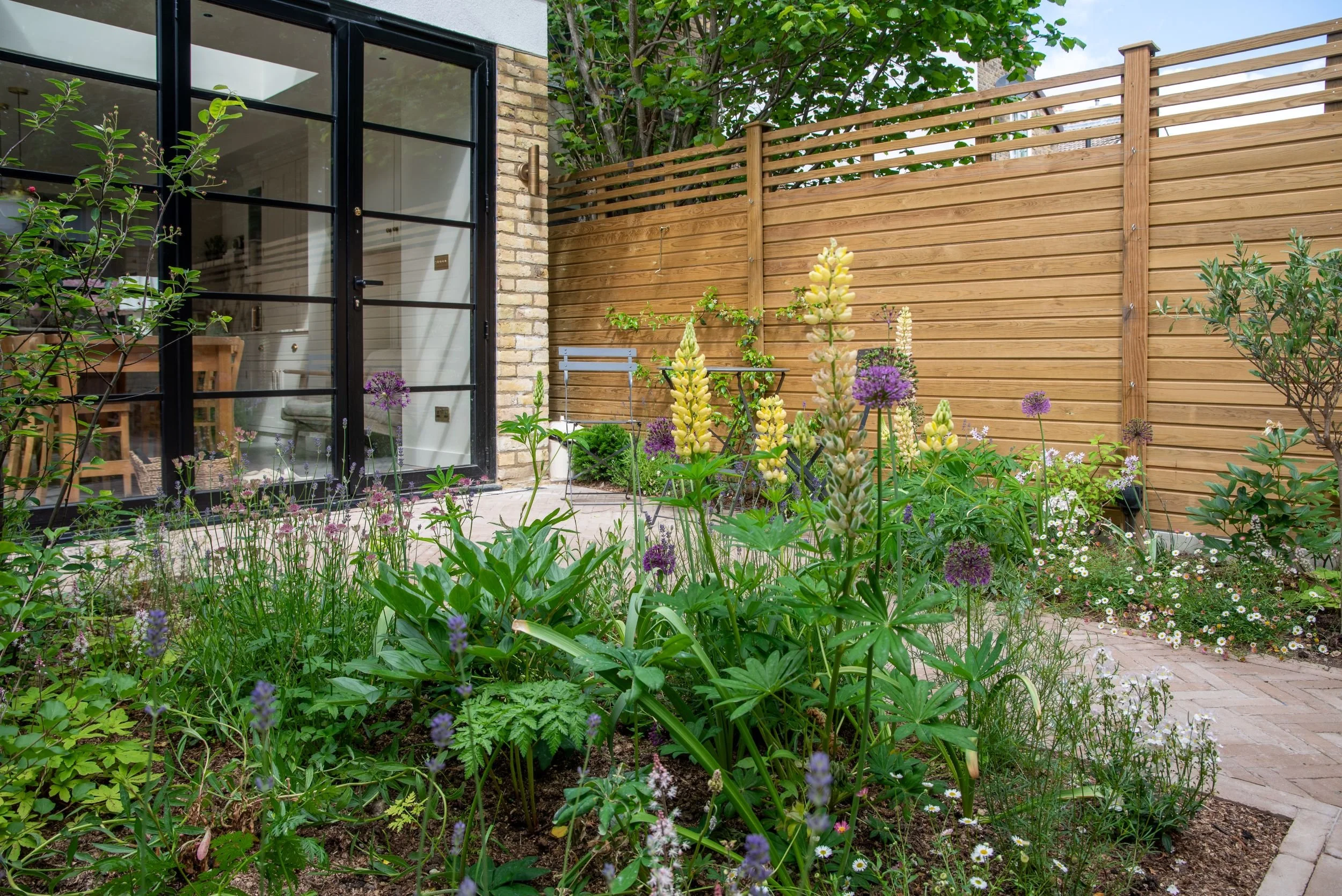 A wide view of the Fulham courtyard garden showing the herringbone brick path, lush planting borders with yellow lupins, alliums, lavender and erigeron daisies, cedar slatted fencing, olive tree and Crittall-style glazed extension. ArthurRoadLandscap
