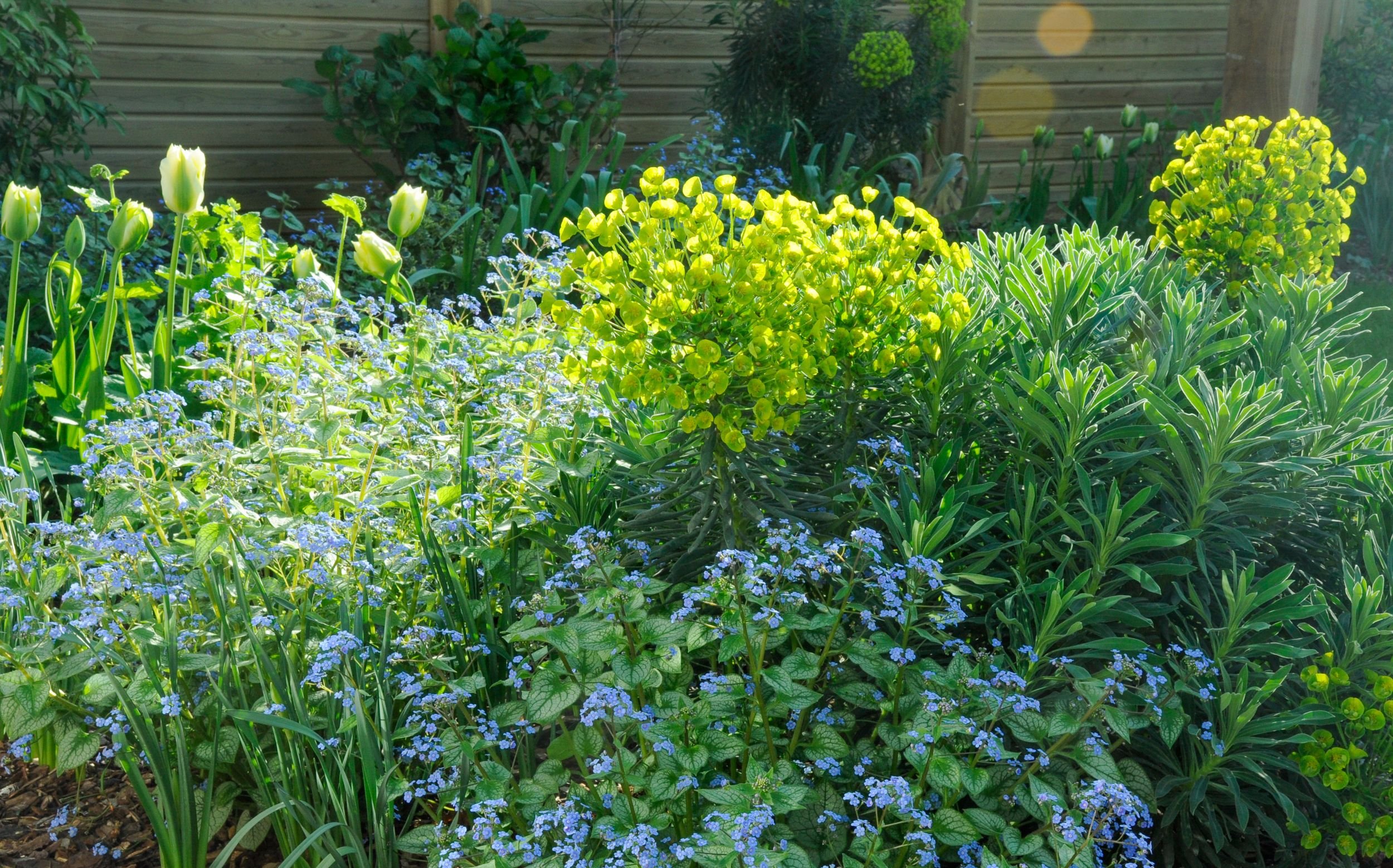Blue brunnera flowers and lime-green euphorbia fill a spring border alongside pale tulips. JaneShanksterGardenDesign.co.uk

A soft haze of blue brunnera flowers contrasts with globes of acid-yellow euphorbia and pale ivory tulips, showing the garden'