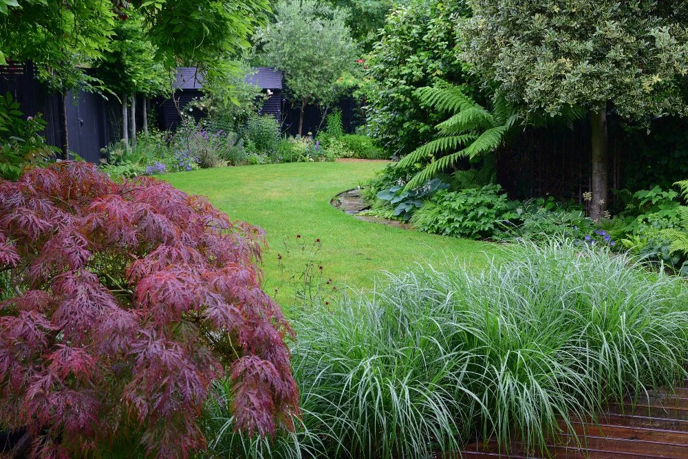 A deep red Japanese acer and feathery ornamental grasses frame a curving lawn in a Teddington garden, with a tree fern and silver-leaved olive tree visible beyond a low stone border edge. JaneShanksterGardenDesign.co.uk.

A deep red Japanese acer and
