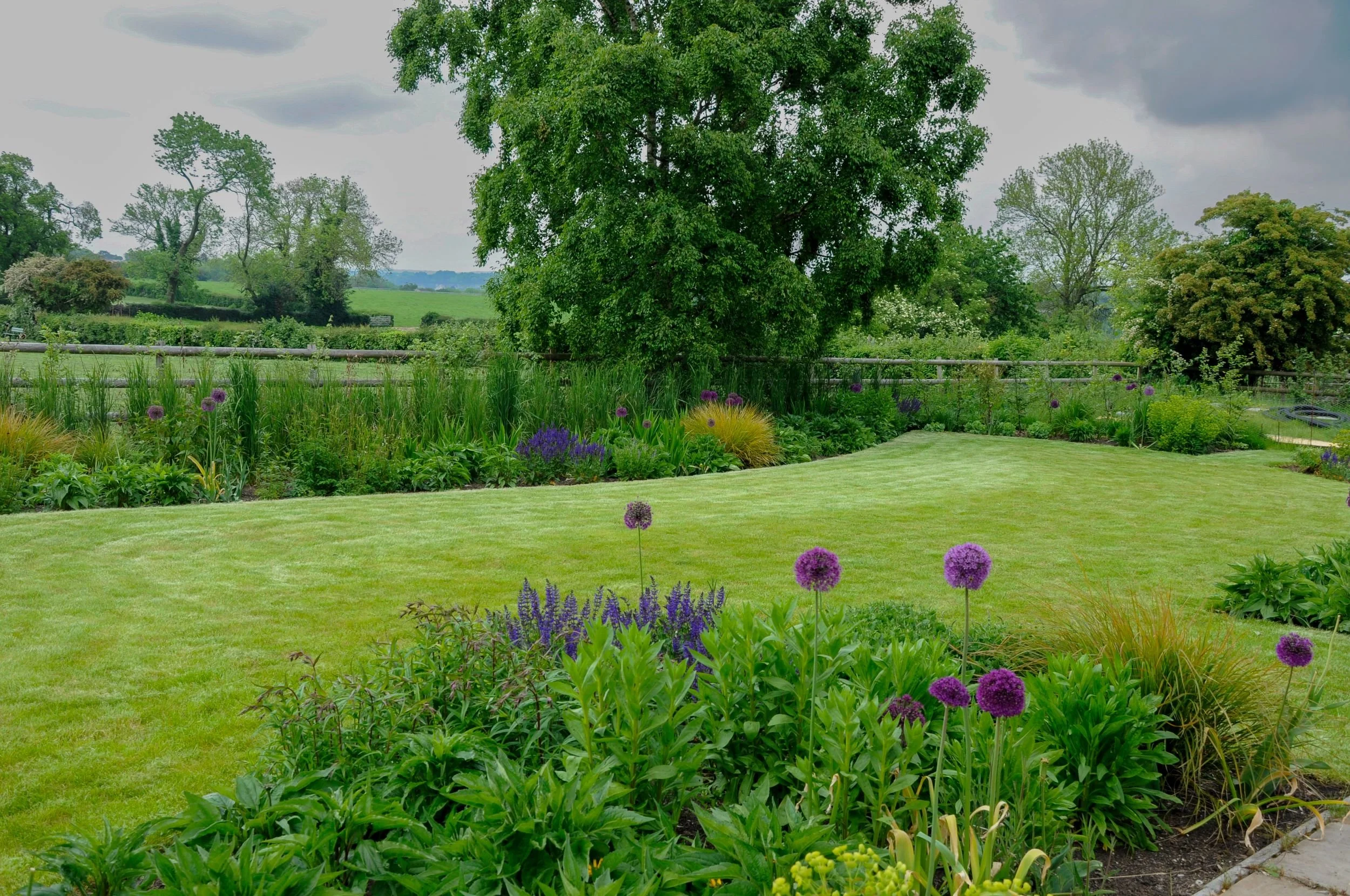 Tall purple Allium 'Purple Sensation' rises above salvia in a spring border overlooking open Surrey countryside. JaneShanksterGardenDesign.co.uk.

In spring, before the summer perennials take over, it's Allium 'Purple Sensation' that carries the bord