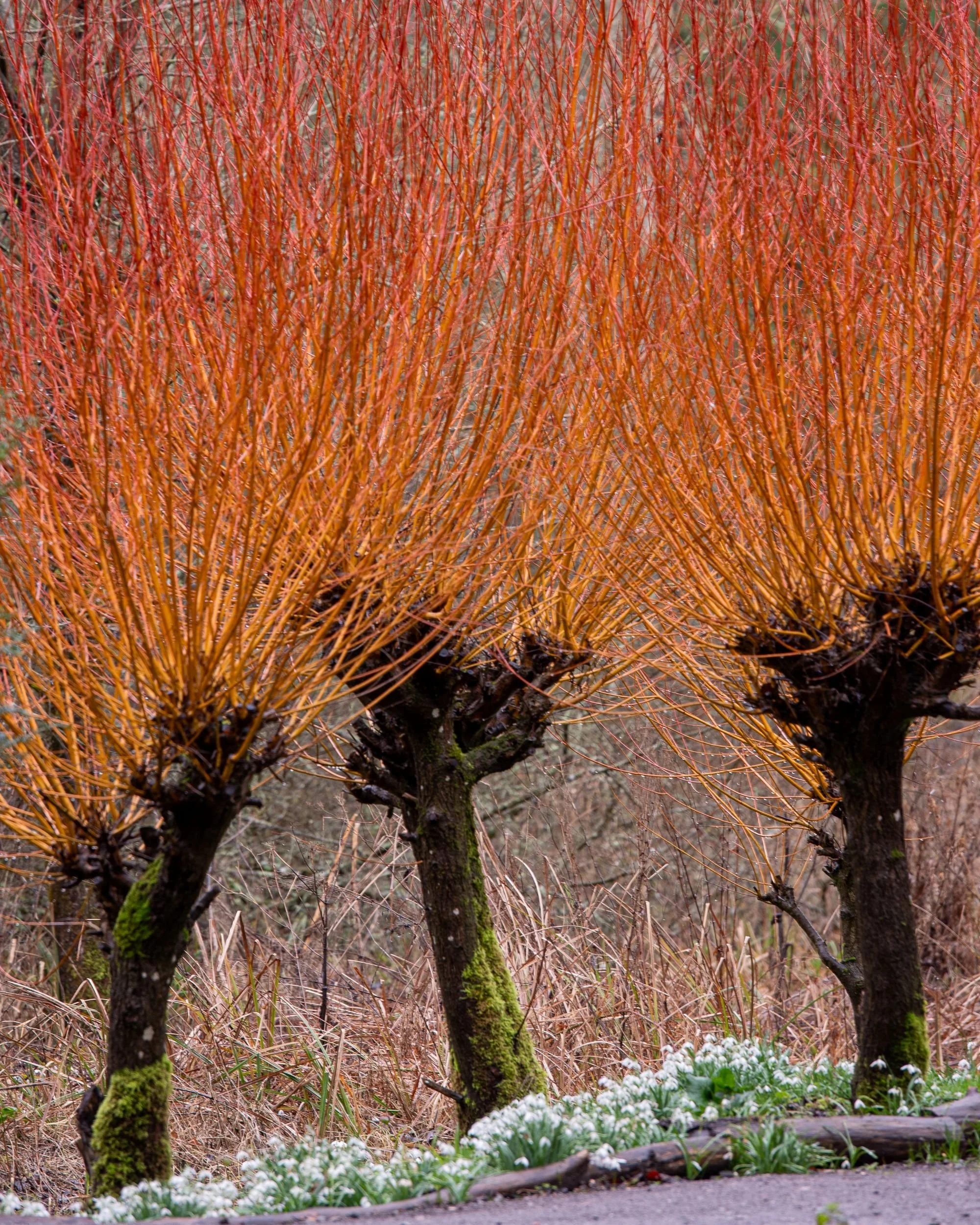Coppiced willows with fiery orange-red stems above a drift of snowdrops at Welford Park