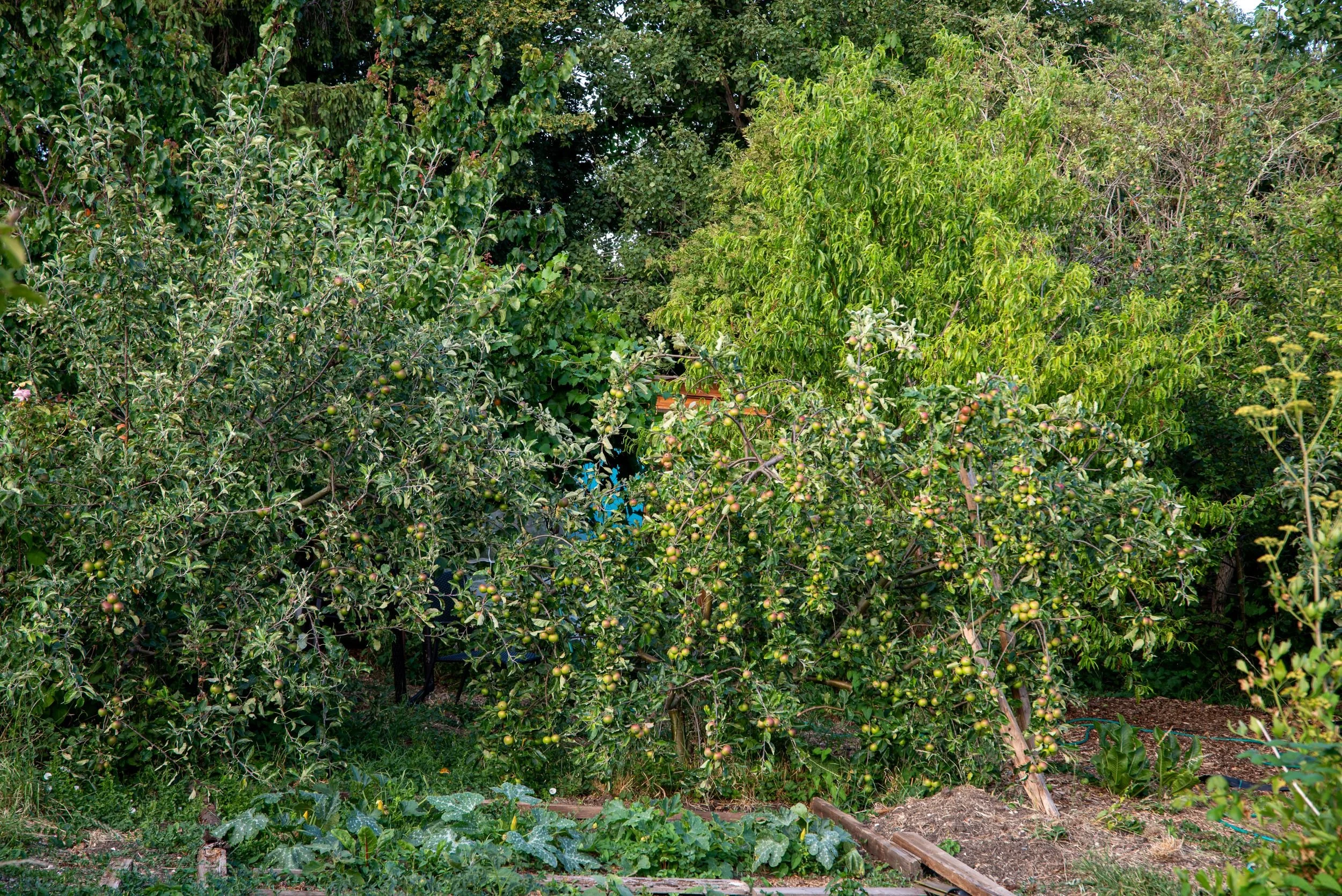 view through laden apple trees on the allotment, with ripening fruit among the foliage.