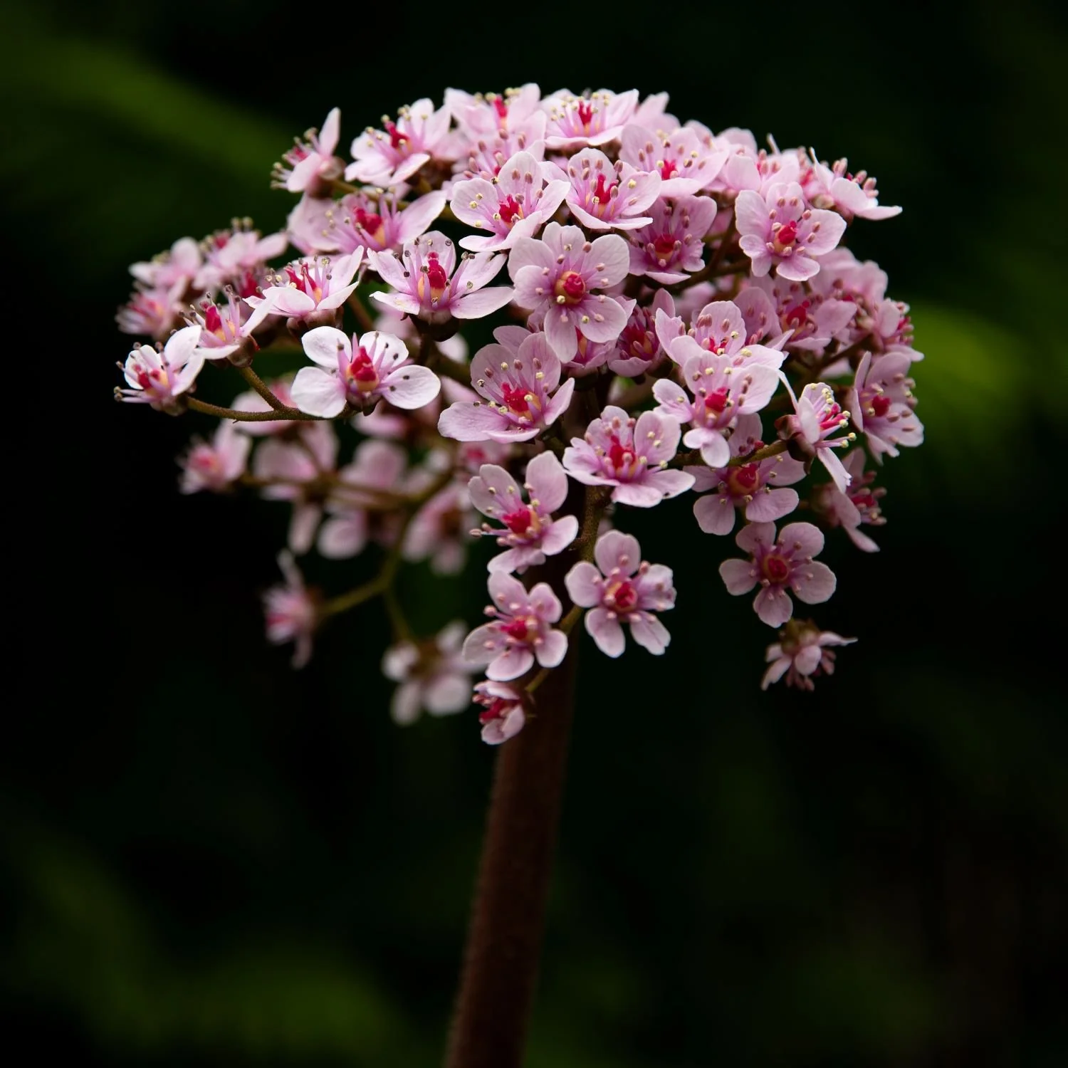 Close-up of a pink darmera peltata flower cluster with deep red centres, set against a dark background at Isabella Plantation