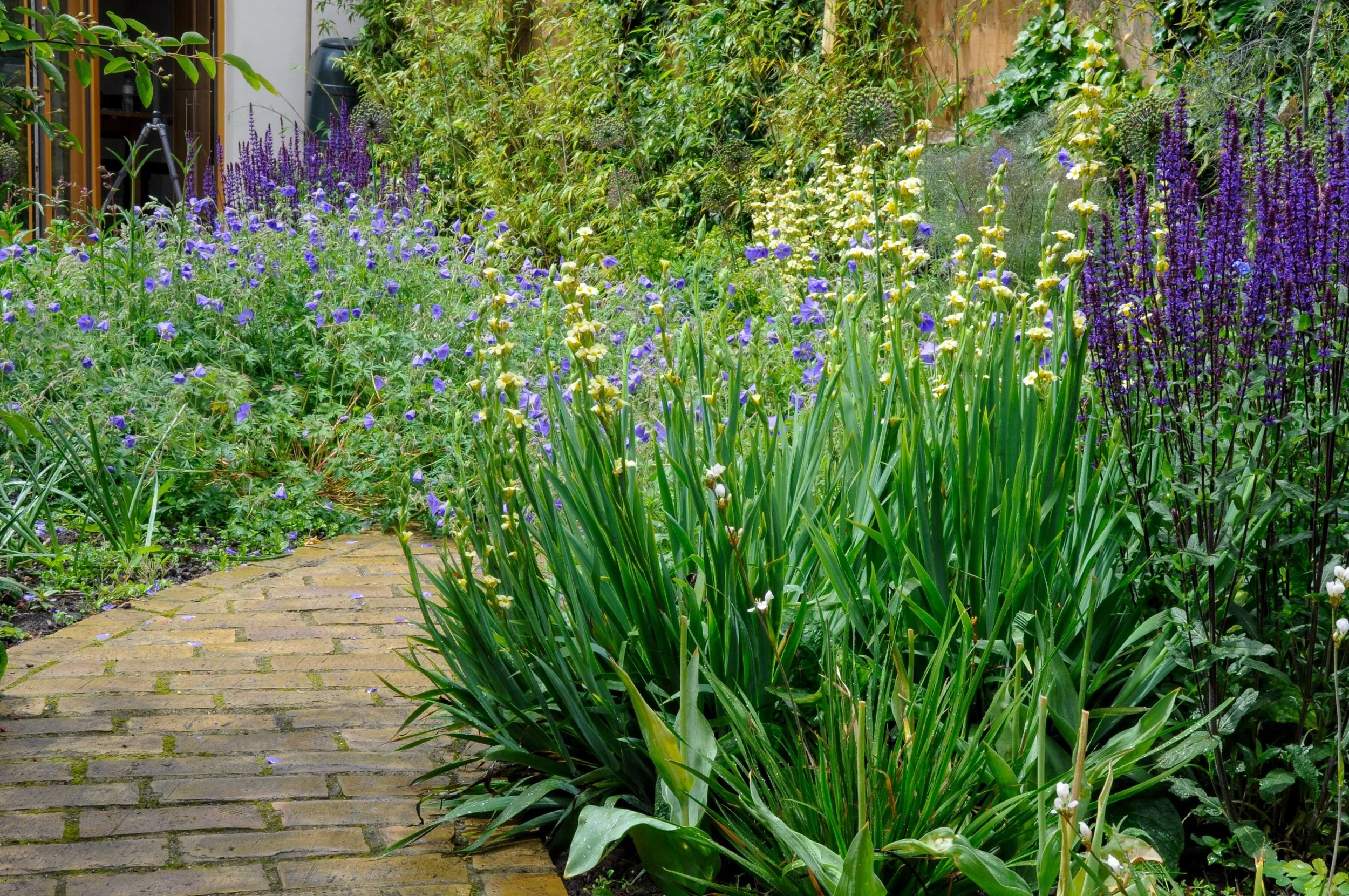 Curved brick path through a low-allergen planting scheme in a Chiswick town garden

The brick path curves away towards the garden room, framed by geranium, salvia, sisyrinchium and iris — a low-allergen planting palette selected for a family sensitiv