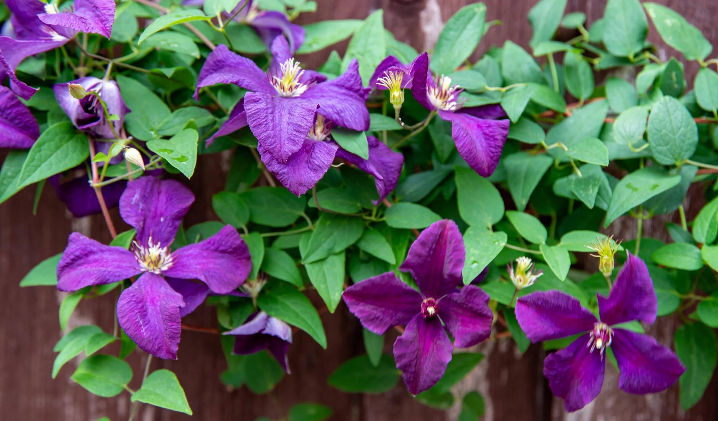 Purple clematis flowers climbing timber fence, Wandsworth garden by Jane Shankster Garden Design

Rich purple clematis blooms scramble across a timber fence, adding vertical colour and softening the garden's boundaries. This climbing planting makes t