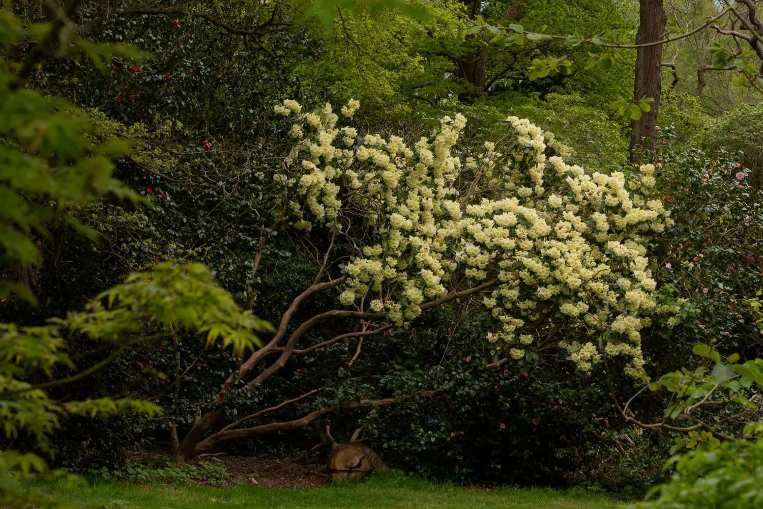 A pale yellow rhododendron shrub in full bloom against dark woodland foliage at Isabella Plantation in Richmond Park