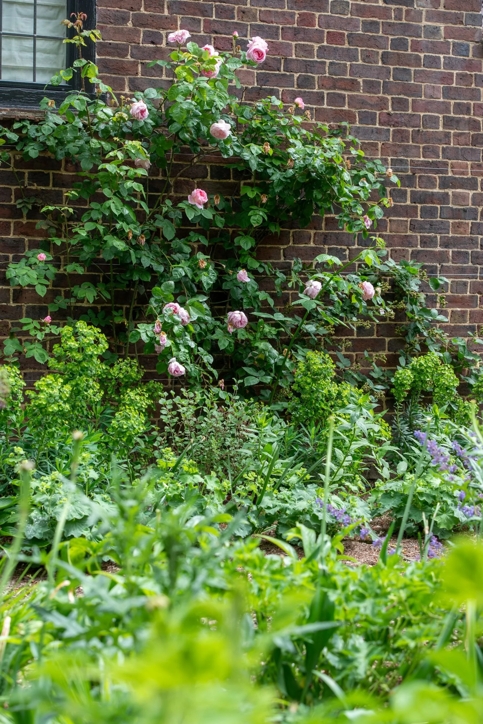 Soft pink climbing roses trained against a dark red brick wall above a lush naturalistic border of euphorbia and nepeta in a Surrey nature garden, with foreground soft-focus planting. ArthurRoadLandscapes.co.uk.

Blowsy pink climbing roses drape them