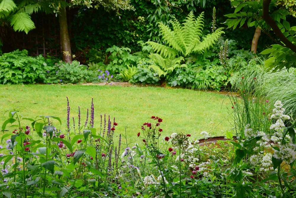 Deep purple salvia, dark red knautia and white achillea flowers fill a summer border in front of a curved lawn in a Teddington garden, backed by lush ferns and a rusted water bowl. JaneShanksterGardenDesign.co.uk.

A rich tapestry of colour fills thi