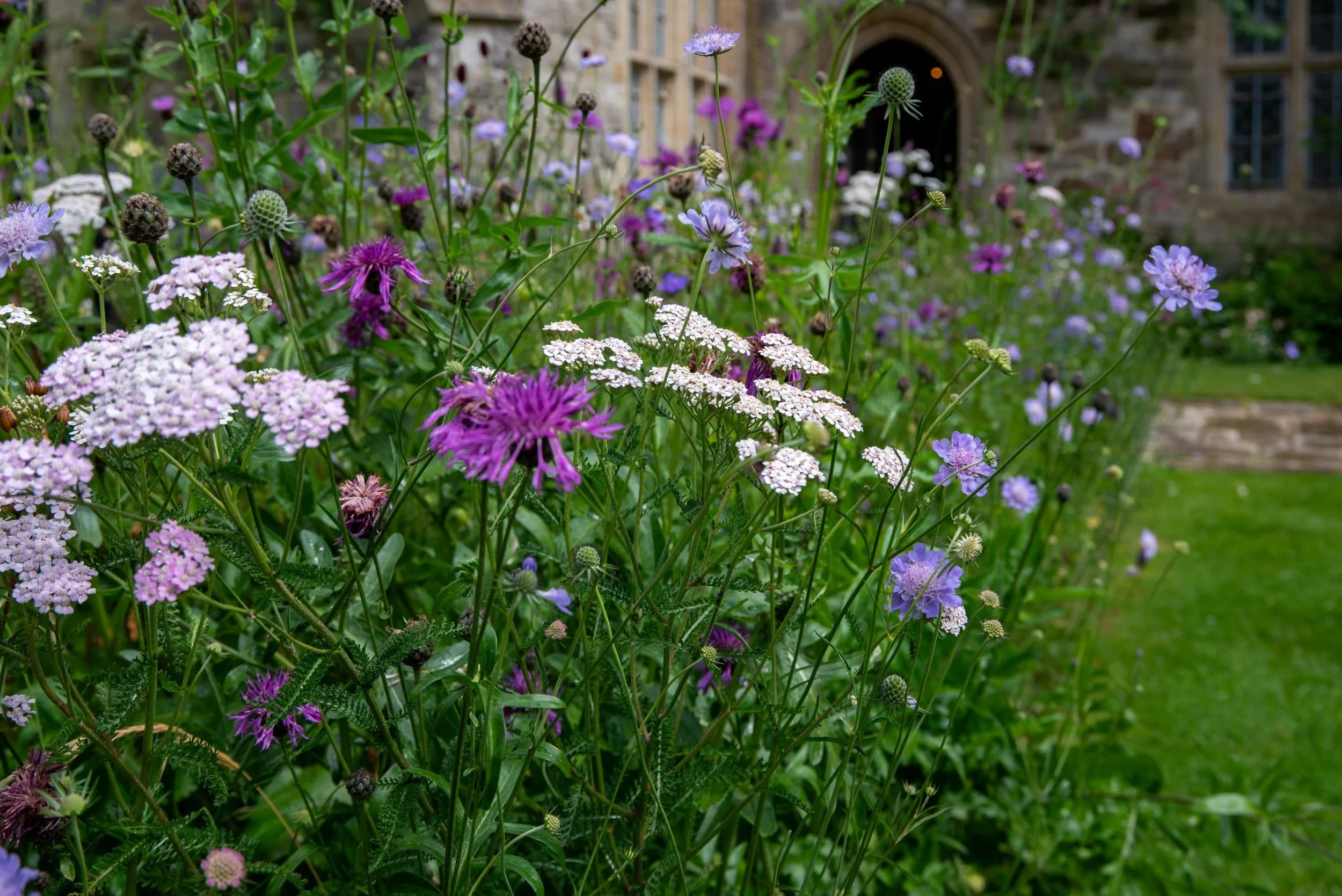 Close-up of yarrow, scabious and knapweed flowers in the forecourt border at Nymans, with the stone house visible behind.