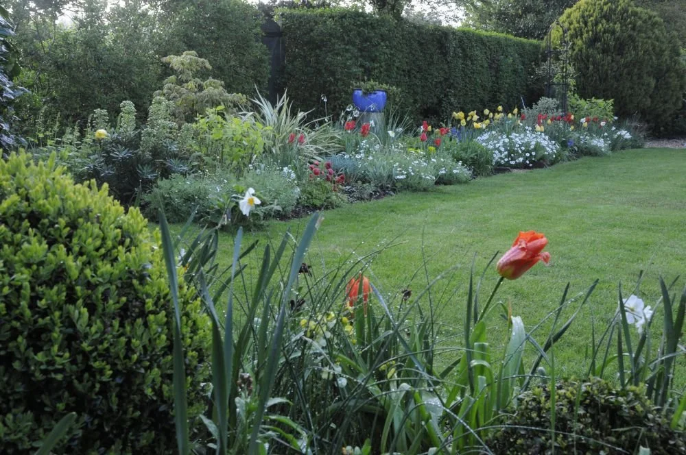 Dew-covered red and yellow tulips mingle with daffodils and white daisies in a Berkshire country garden spring border. JaneShanksterGardenDesign.co.uk.

Caught early on a dewy spring morning, this border is at its freshest, red and yellow tulips stan