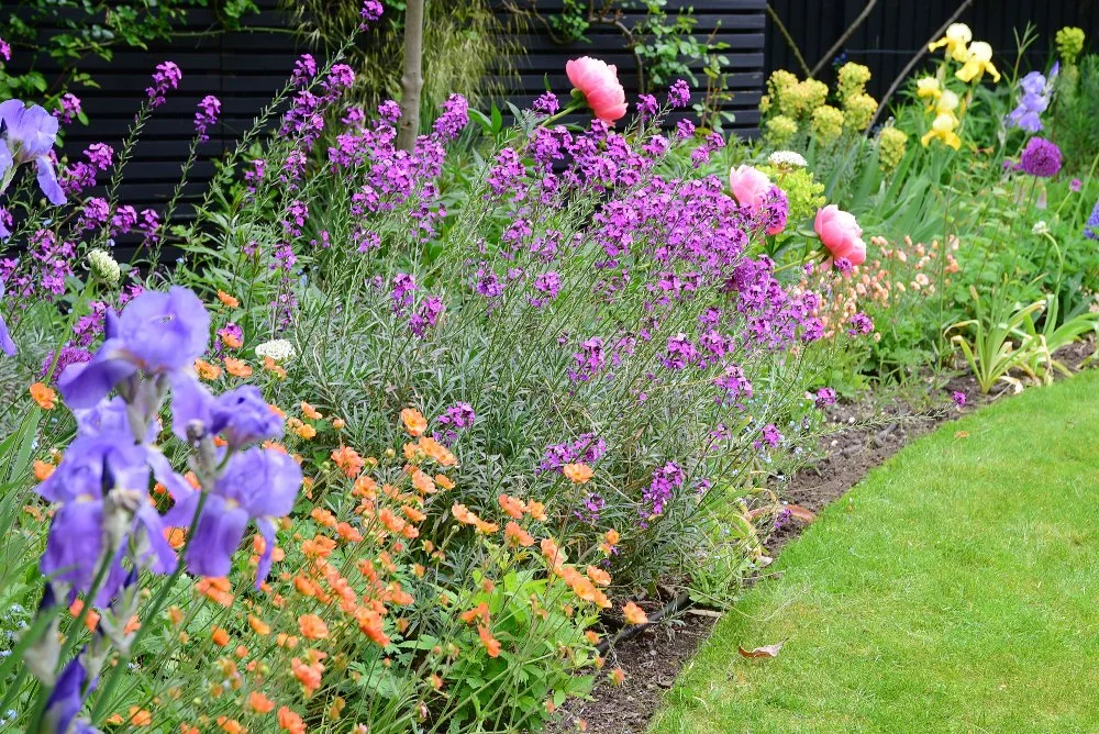 A vibrant late-spring border with purple bearded iris, orange geum, pink peonies, magenta wallflower and yellow iris flowering together in a Teddington garden against a black timber fence. JaneShanksterGardenDesign.co.uk.

Few borders capture late sp