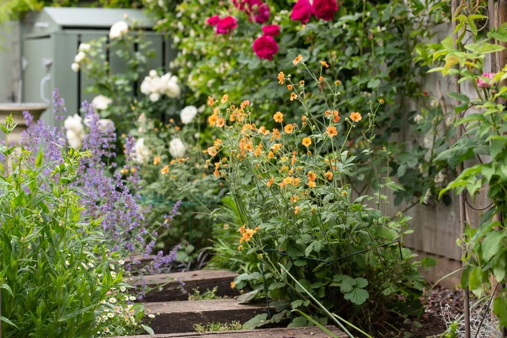Orange geum with red and white roses in Wimbledon garden by Jane Shankster Garden Design

Orange geum flowers lead the eye along a path towards climbing red and white roses, with catmint and agapanthus softening the border edges. A storage store is d
