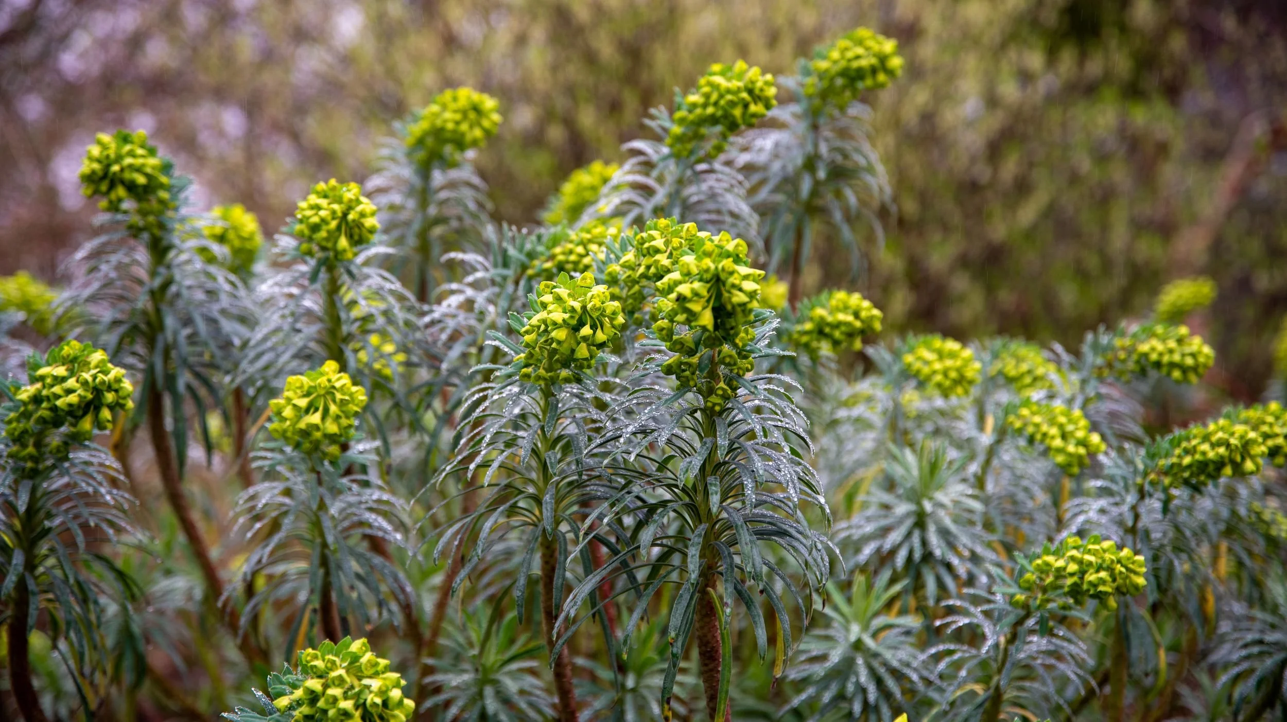 Rain-dotted lime-green euphorbia flowerheads at Sir Harold Hillier Gardens
