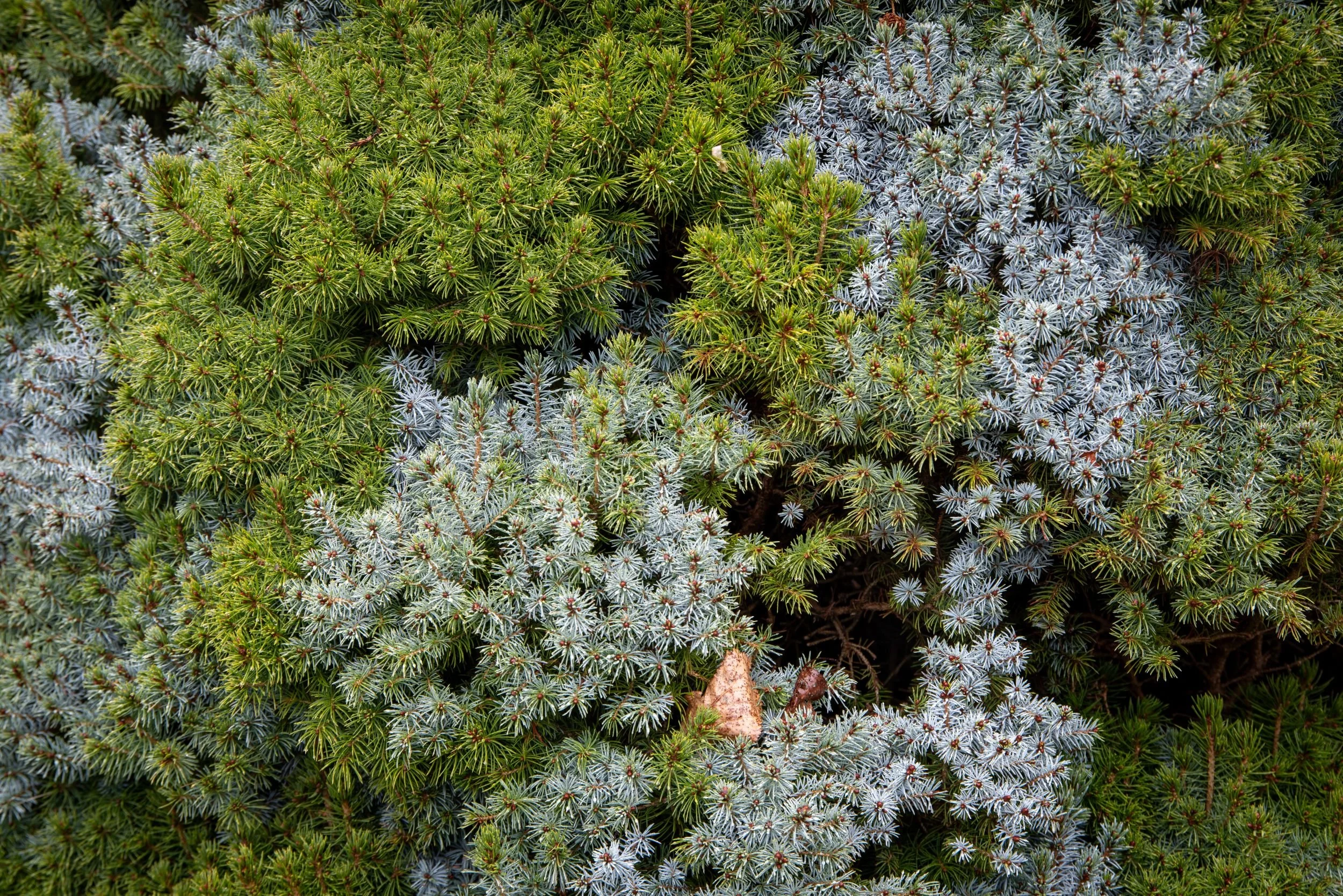Close-up detail of contrasting blue and green conifer foliage at Sir Harold Hillier Gardens