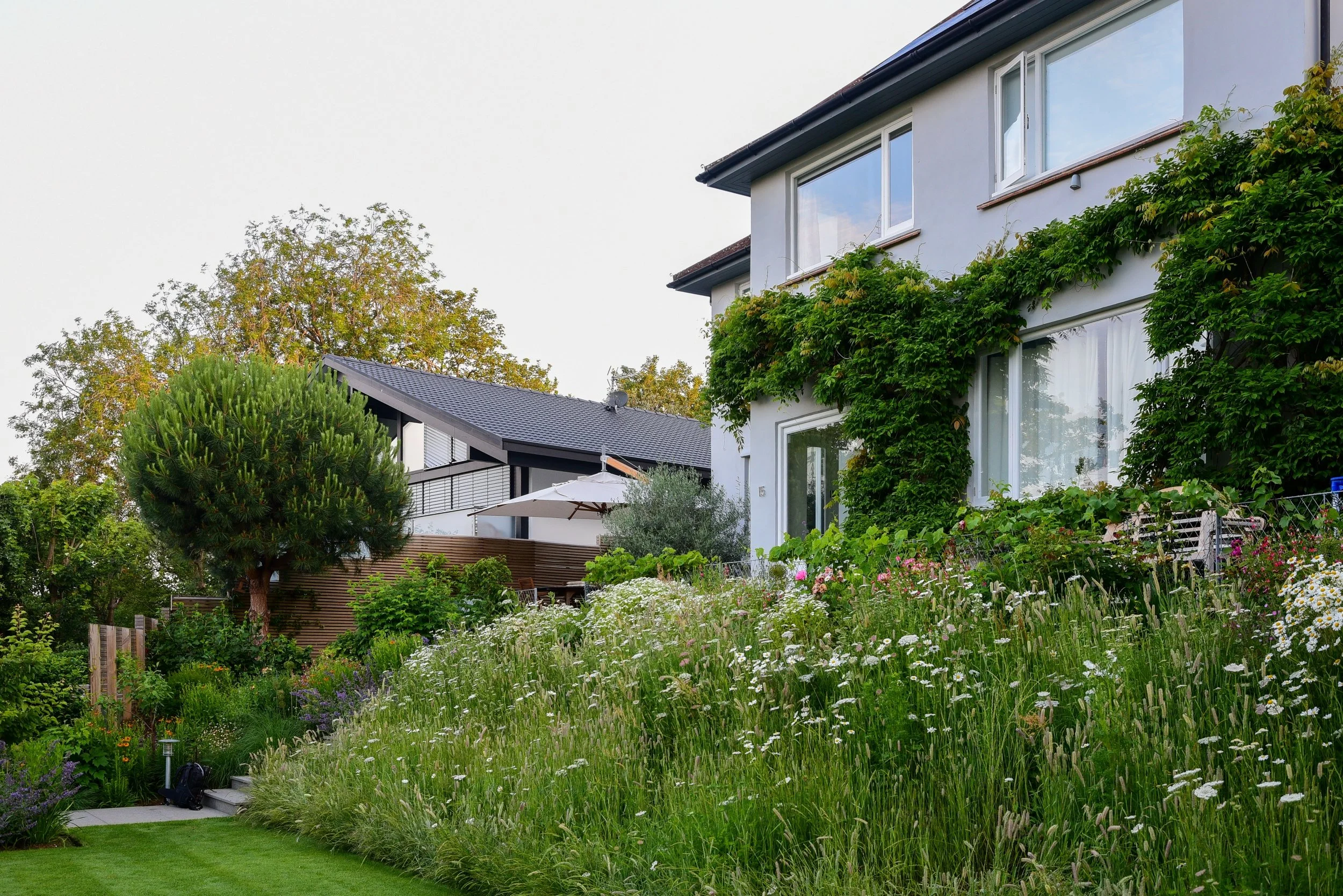 A sloping garden of white daisies and grasses beside a house with wisteria, with a pine tree, timber screen and lawn.