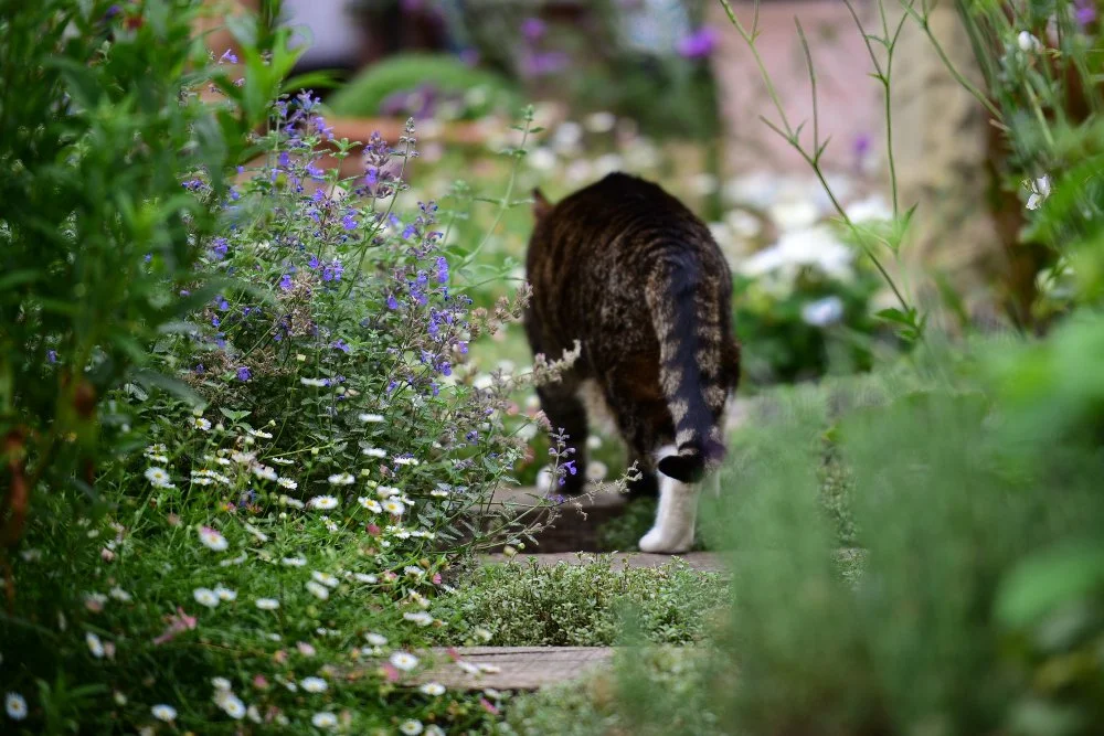 Cat walking through catmint and erigeron daisies in Wimbledon garden by Jane Shankster Garden Design

A resident cat wanders along a garden path framed by drifts of purple catmint and white erigeron daisies. This relaxed, informal planting style crea